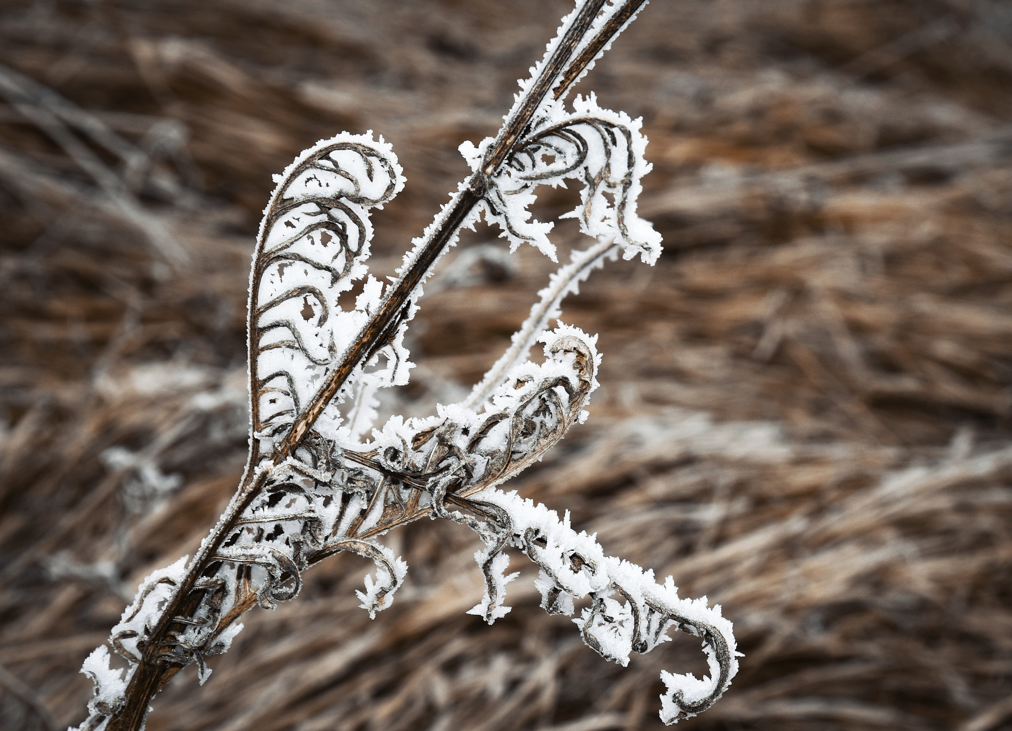 Nikon D5500 sample photo. With dried plant with frost photography