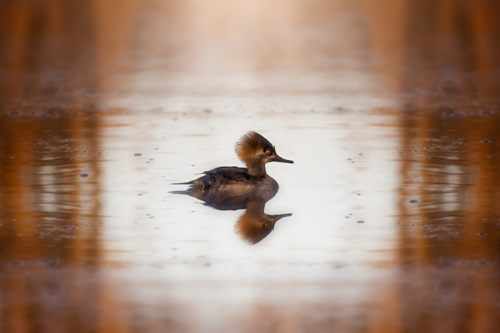 Nikon D610 sample photo. Merganser - swan lake photography