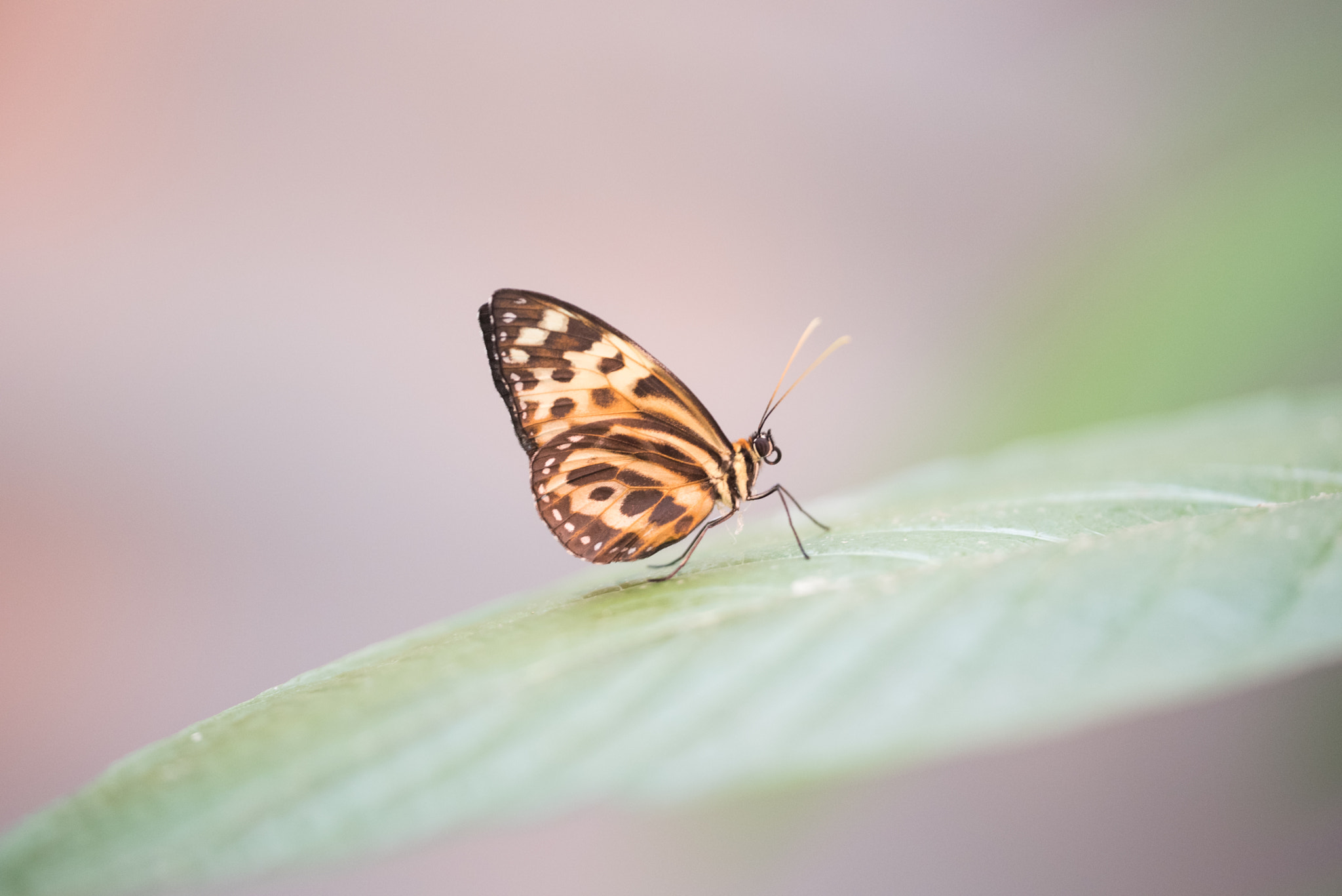 Nikon D750 + Sigma 150mm F2.8 EX DG OS Macro HSM sample photo. Tithorea harmonia photography