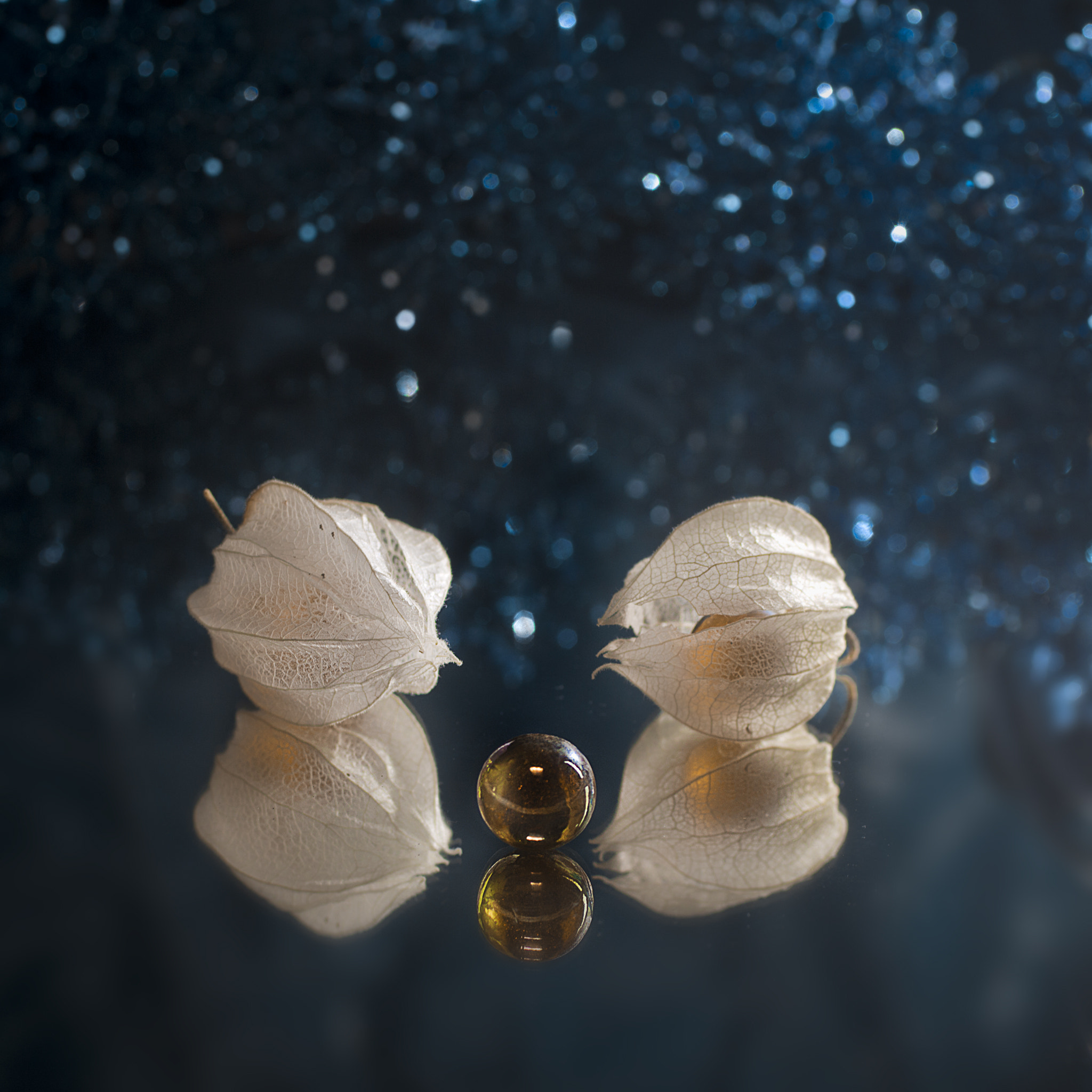 Canon EF 50mm F2.5 Macro sample photo. Oysters photography