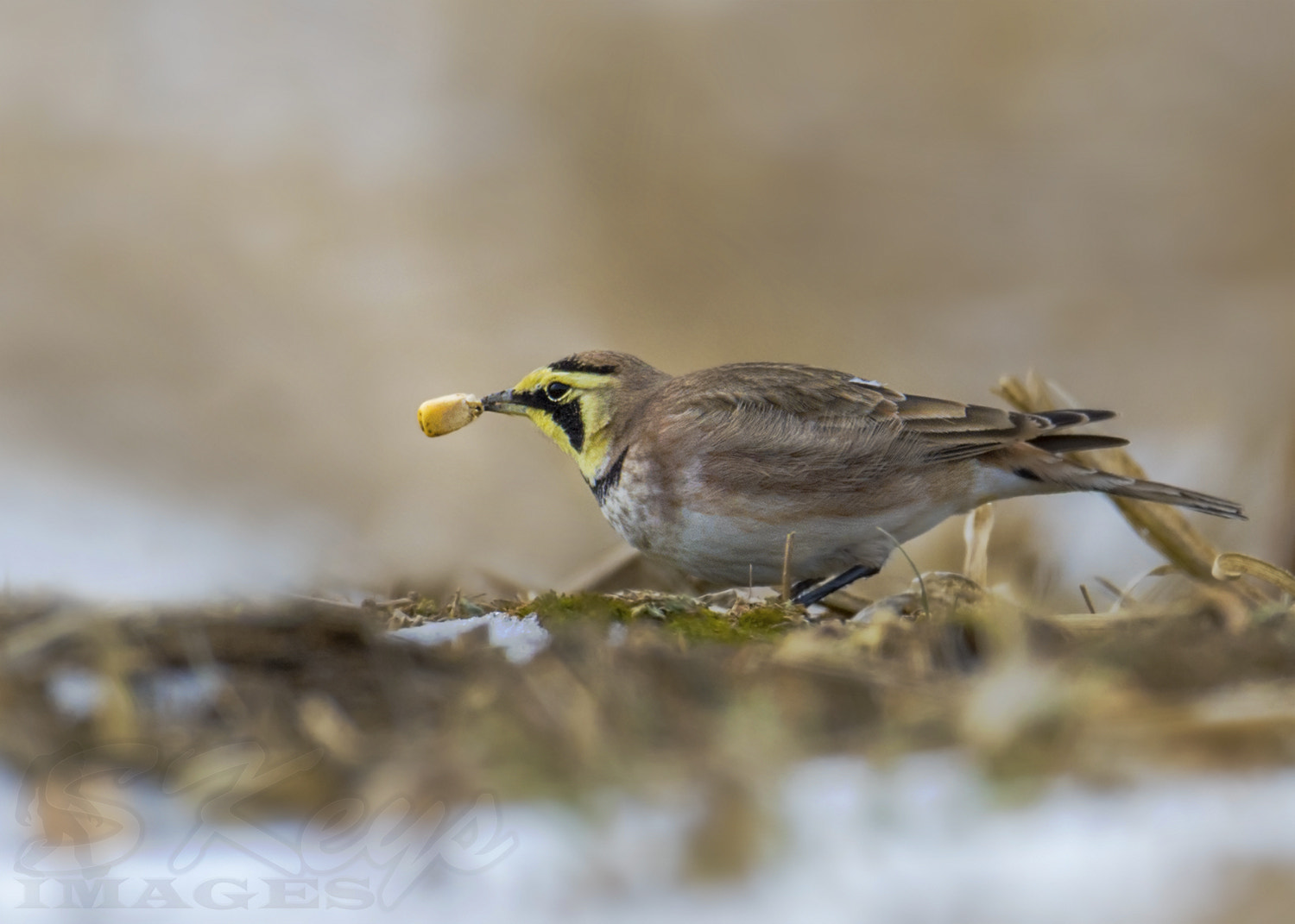 Nikon D7200 + Nikon AF-S Nikkor 500mm F4G ED VR sample photo. Nugget (horned lark) photography