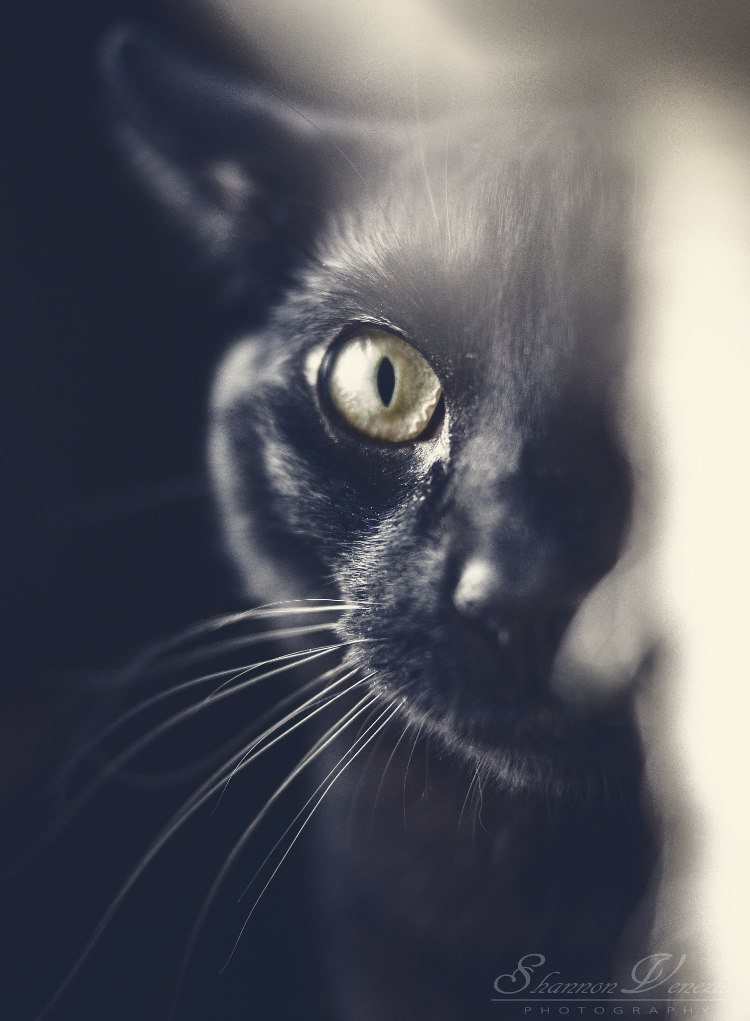Sony DT 35mm F1.8 SAM sample photo. Intensity photography