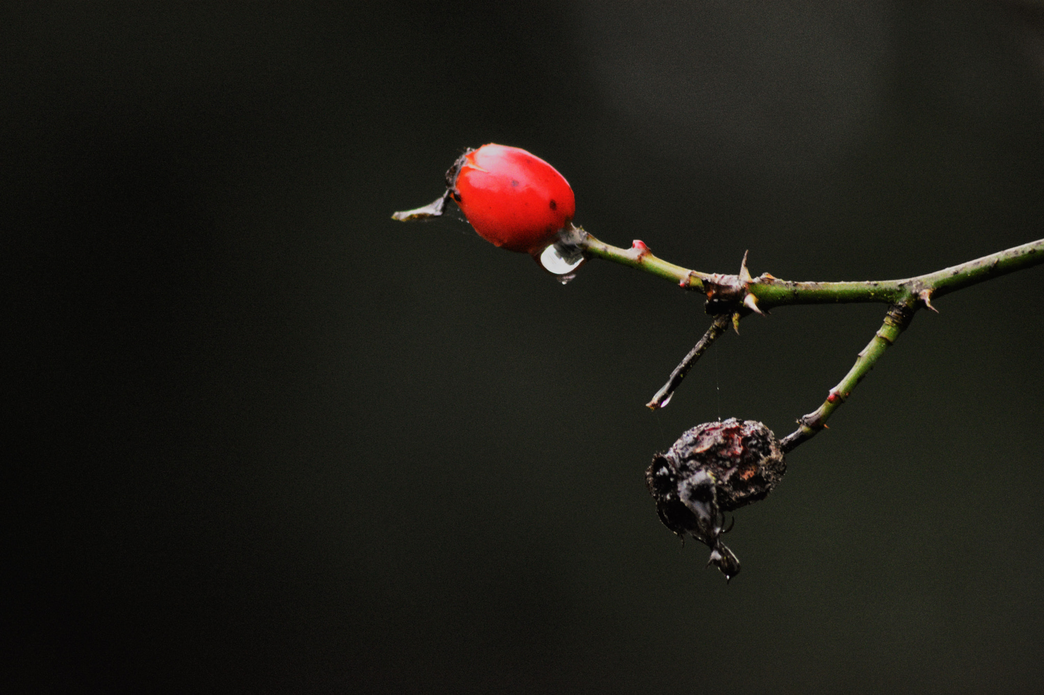 Sigma 70-300mm F4-5.6 APO DG Macro sample photo. Berry photography