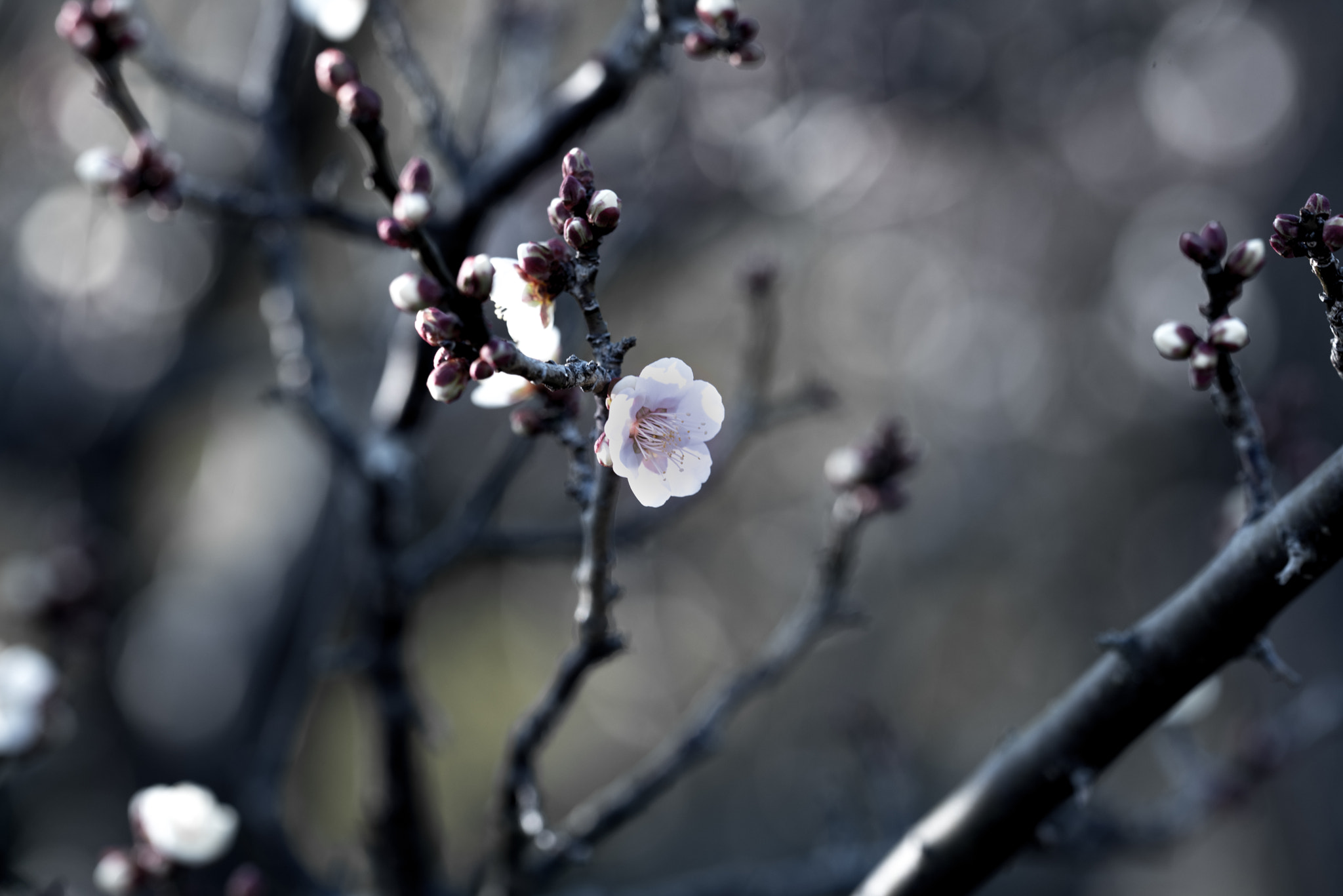 Sigma 150mm F2.8 EX DG OS Macro HSM sample photo. Plum blossom photography