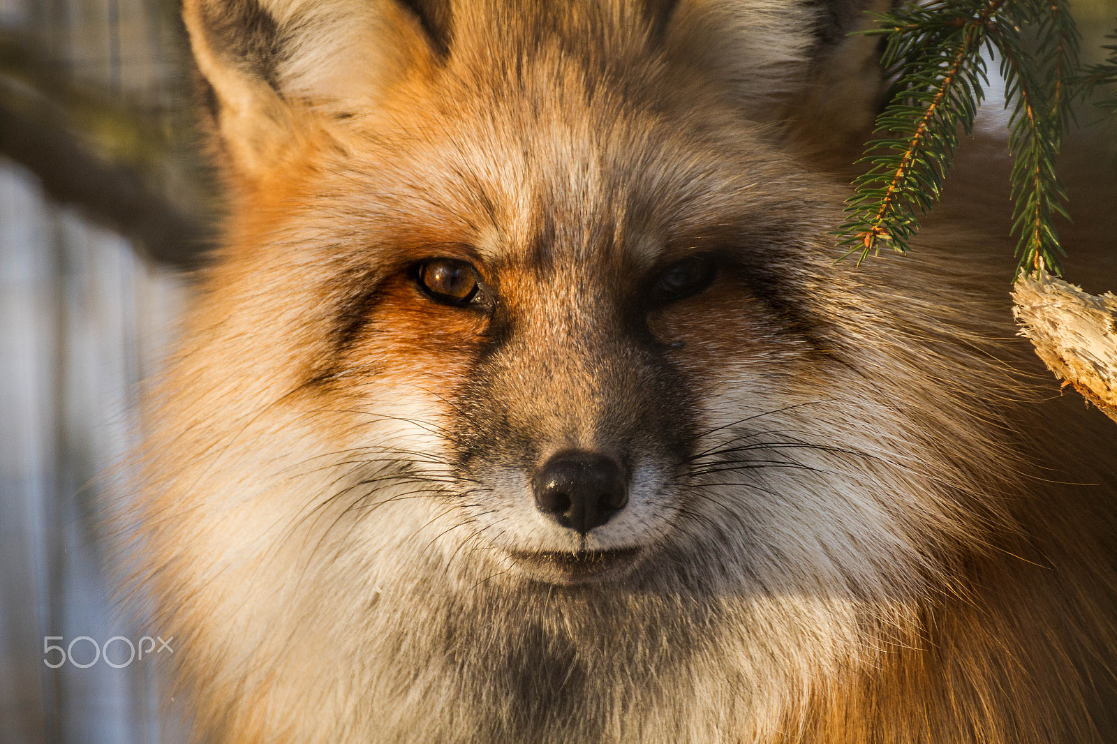 Tamron SP 35mm F1.8 Di VC USD sample photo. Finnishfox.jpg photography