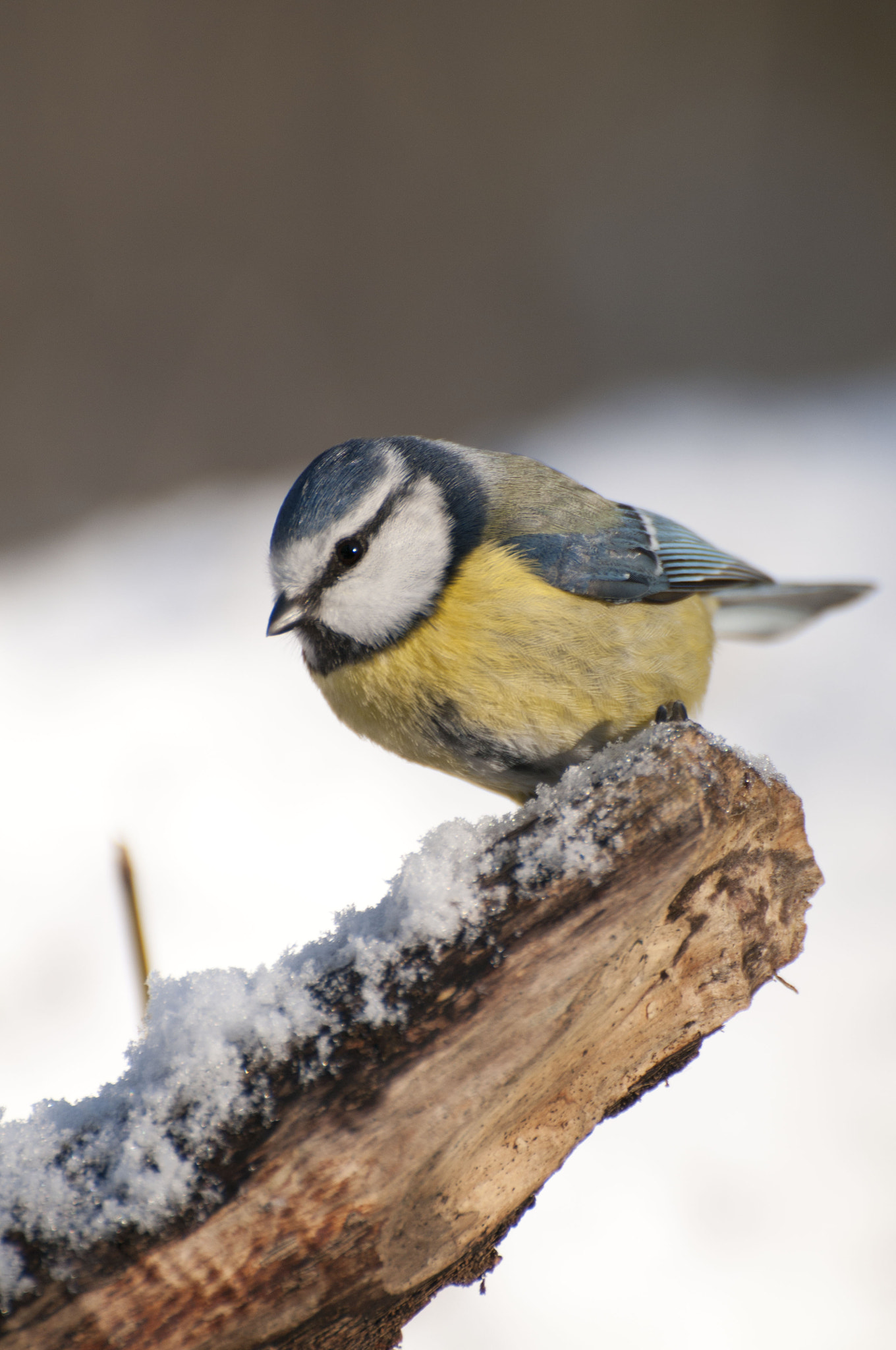 Nikon D300 sample photo. Bleue photography