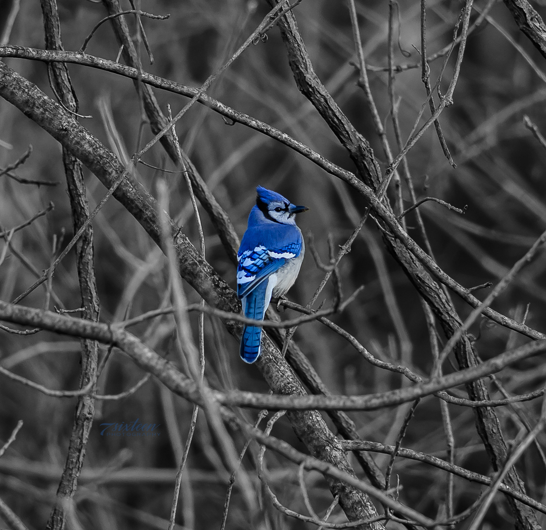 Nikon D500 + Nikon AF-S Nikkor 300mm F4D ED-IF sample photo. Black and white and blue jay photography
