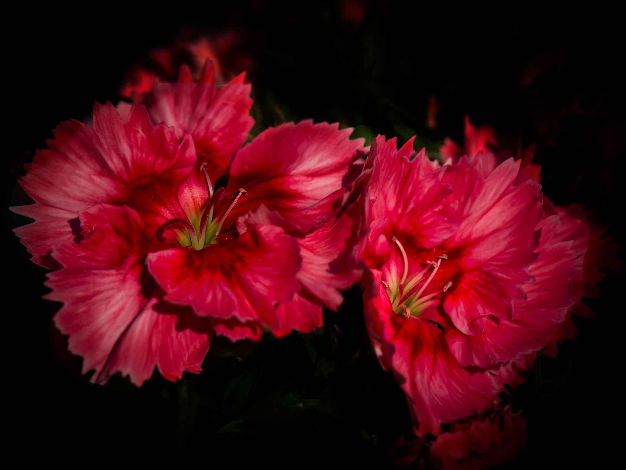 Nikon AF-S Micro-Nikkor 105mm F2.8G IF-ED VR sample photo. Carnations photography