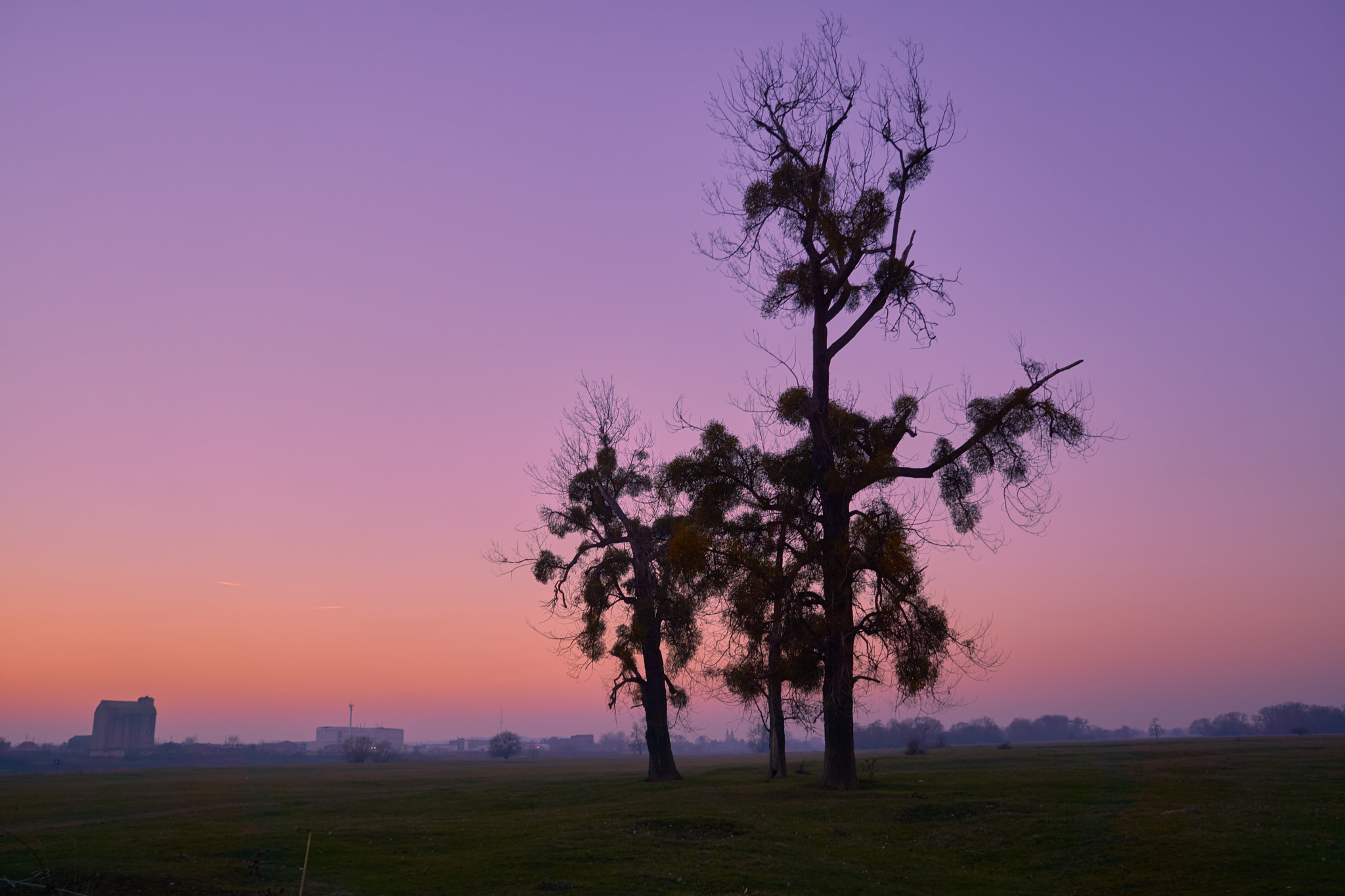 Sony a6000 + Sigma 19mm F2.8 EX DN sample photo. Trees in sundown photography