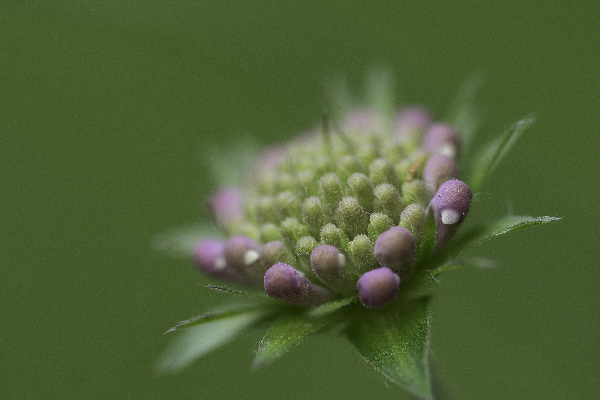 Sigma 105mm F2.8 EX DG OS HSM sample photo. Macro photography