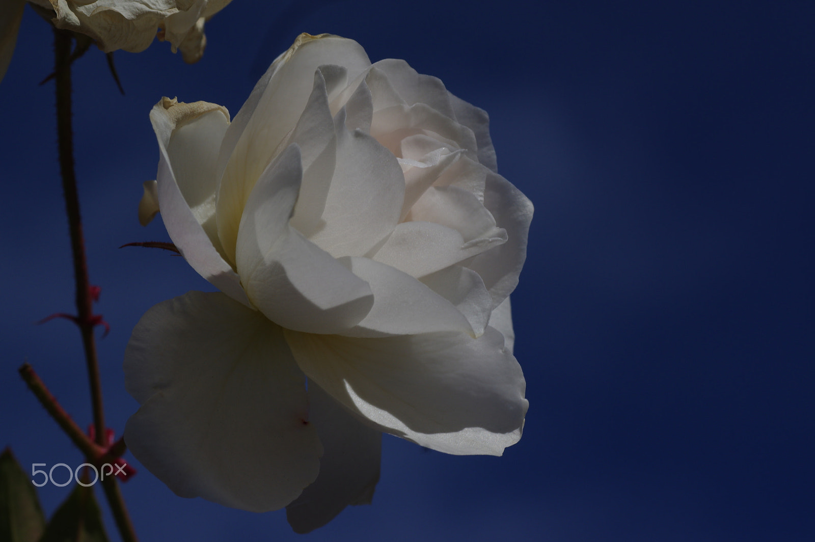 Tamron SP AF 90mm F2.8 Di Macro sample photo. Winter rose photography