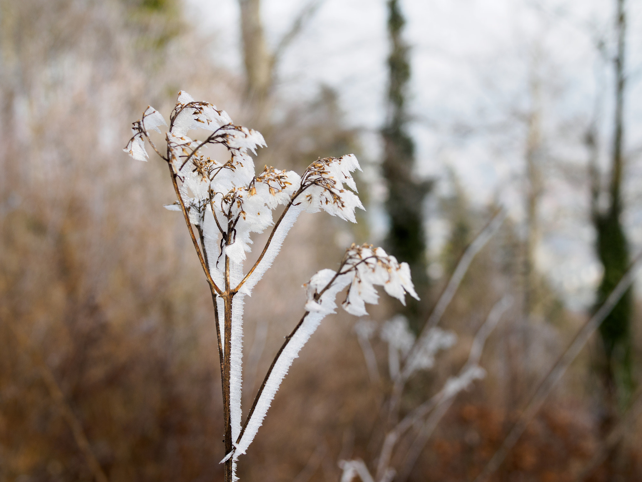 Olympus OM-D E-M5 II + Olympus M.Zuiko Digital 25mm F1.8 sample photo. Winter on uetliberg photography