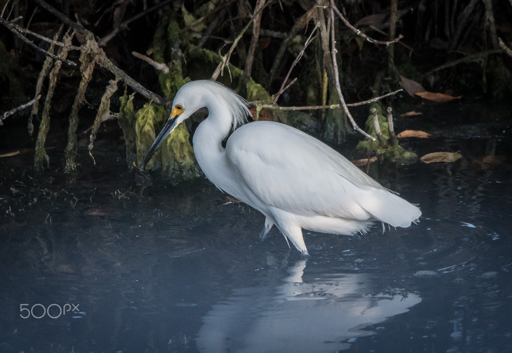 Nikon D500 + Sigma 150-500mm F5-6.3 DG OS HSM sample photo. Snowy photography