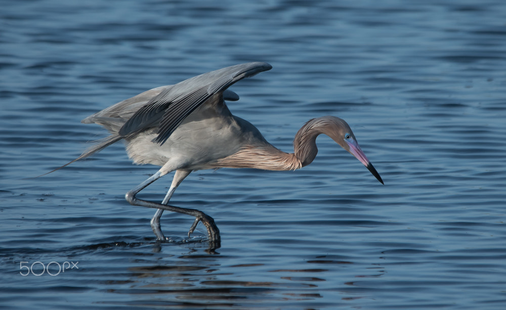 Nikon D500 + Sigma 150-500mm F5-6.3 DG OS HSM sample photo. Reddish fishing photography