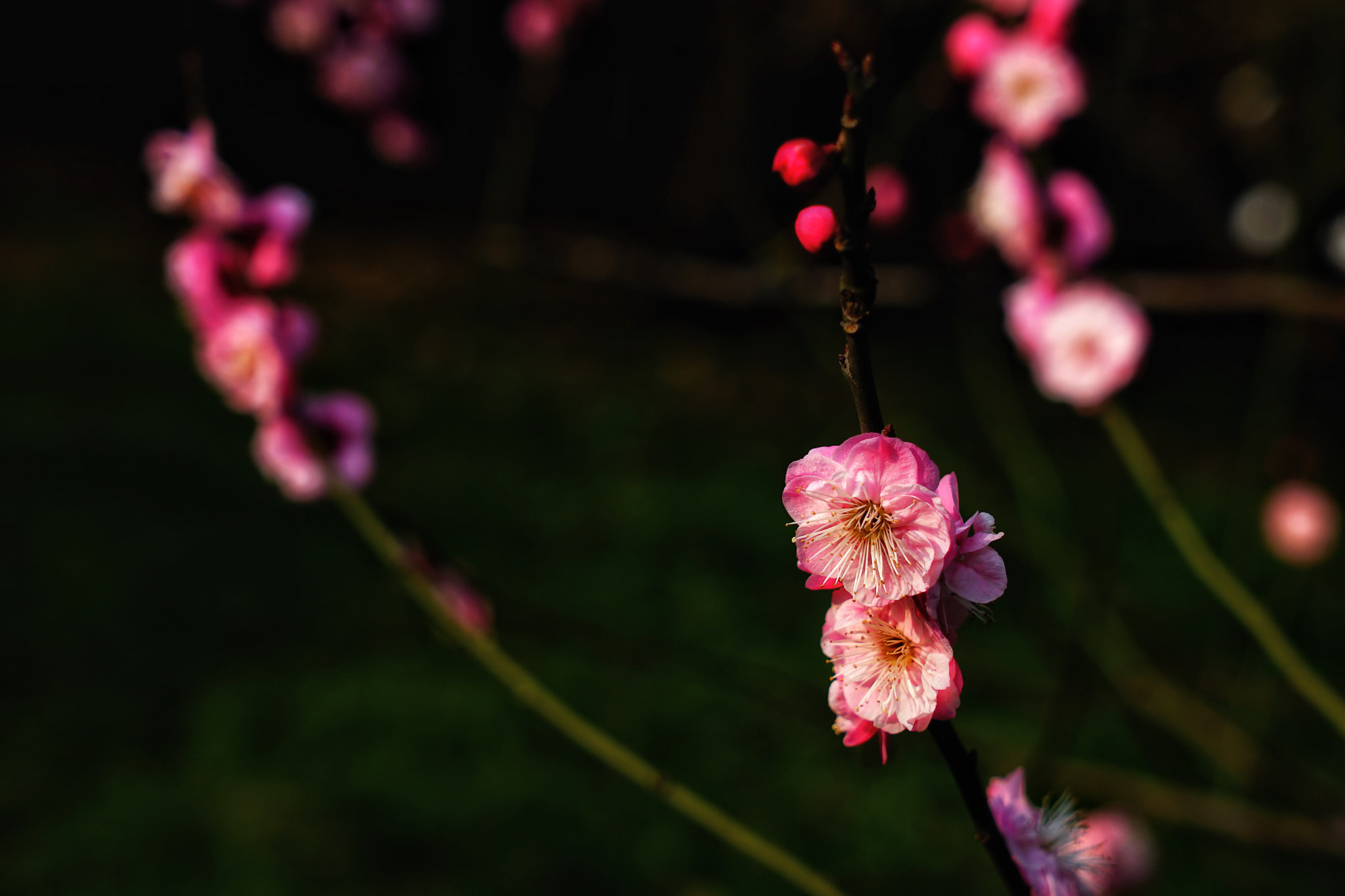 Sony a7 II sample photo. Pink plum photography