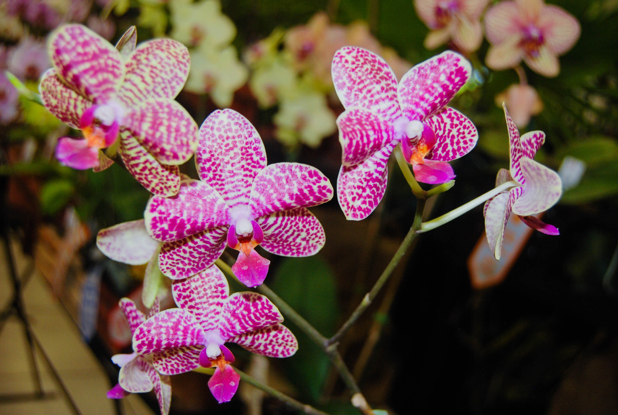 Nikon D80 sample photo