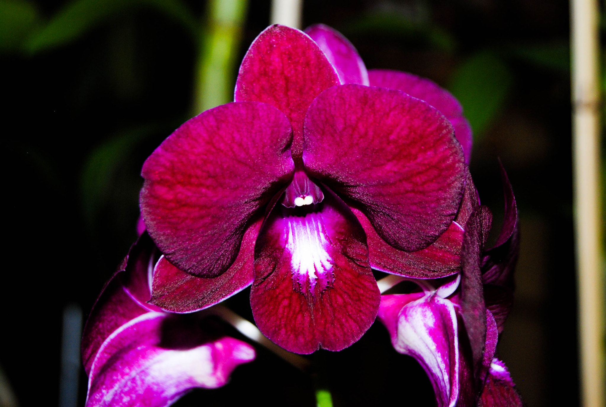 Nikon D80 sample photo