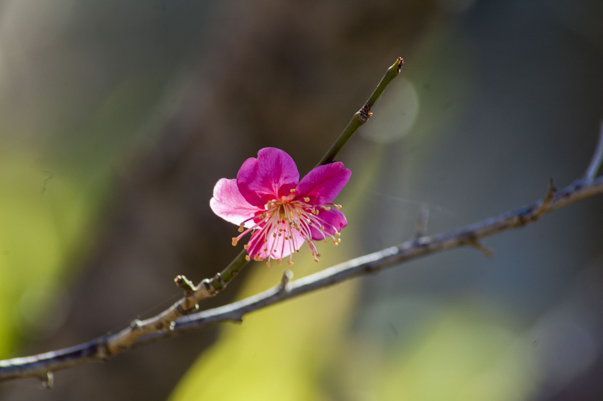 Nikon D70 sample photo. Plum photography