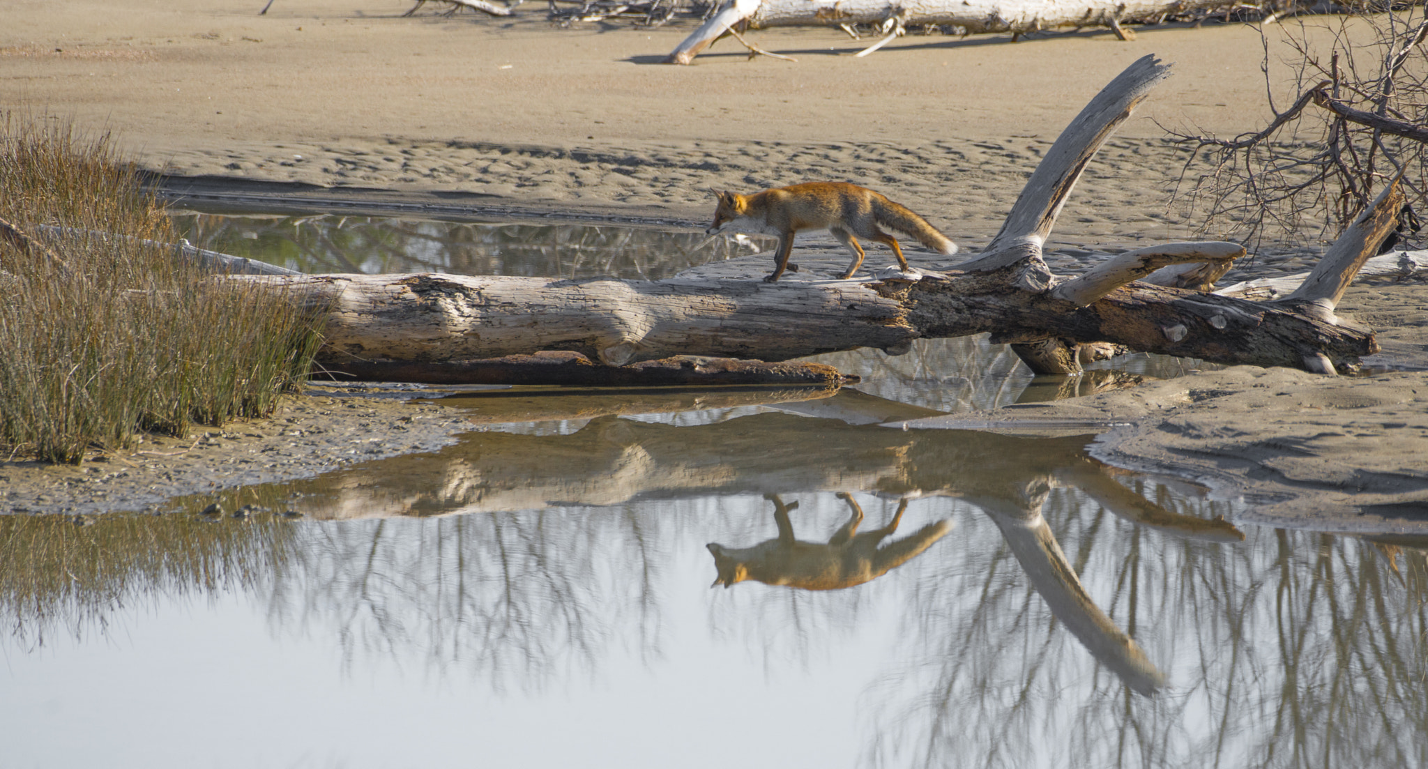 Nikon AF-S Nikkor 200-500mm F5.6E ED VR sample photo. Foxxy photography