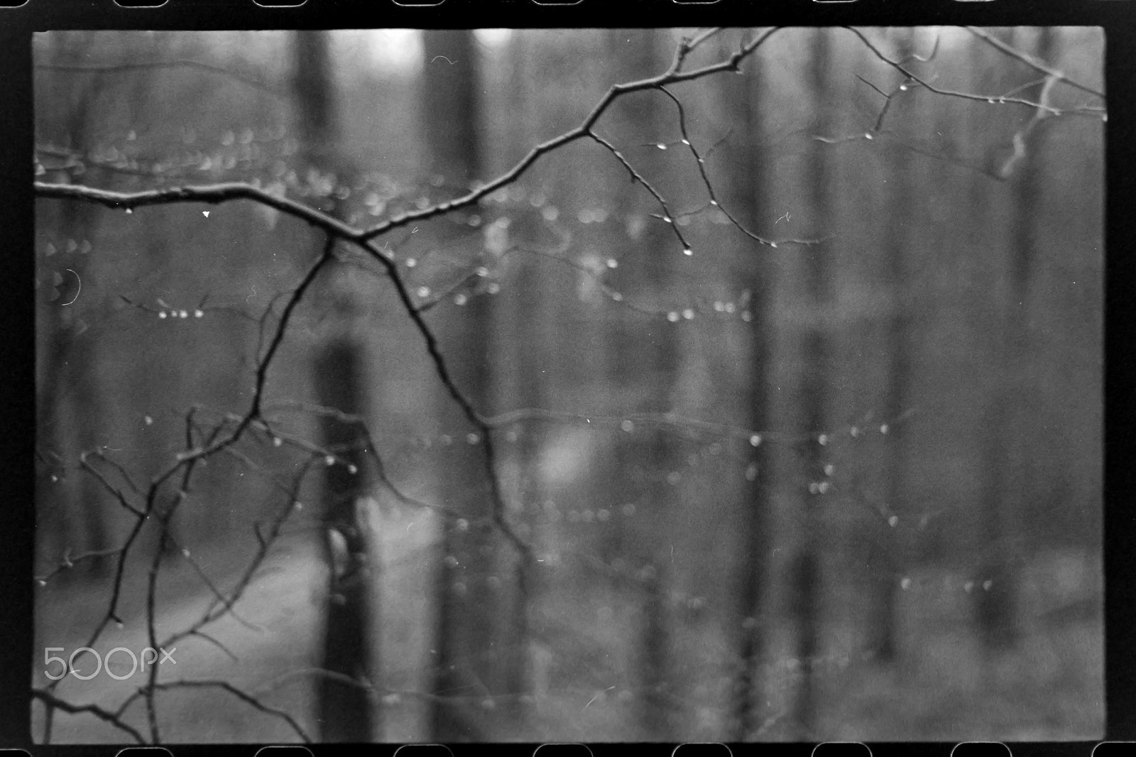 Nikon AF-S DX Micro Nikkor 40mm F2.8 sample photo. Raindroplets photography