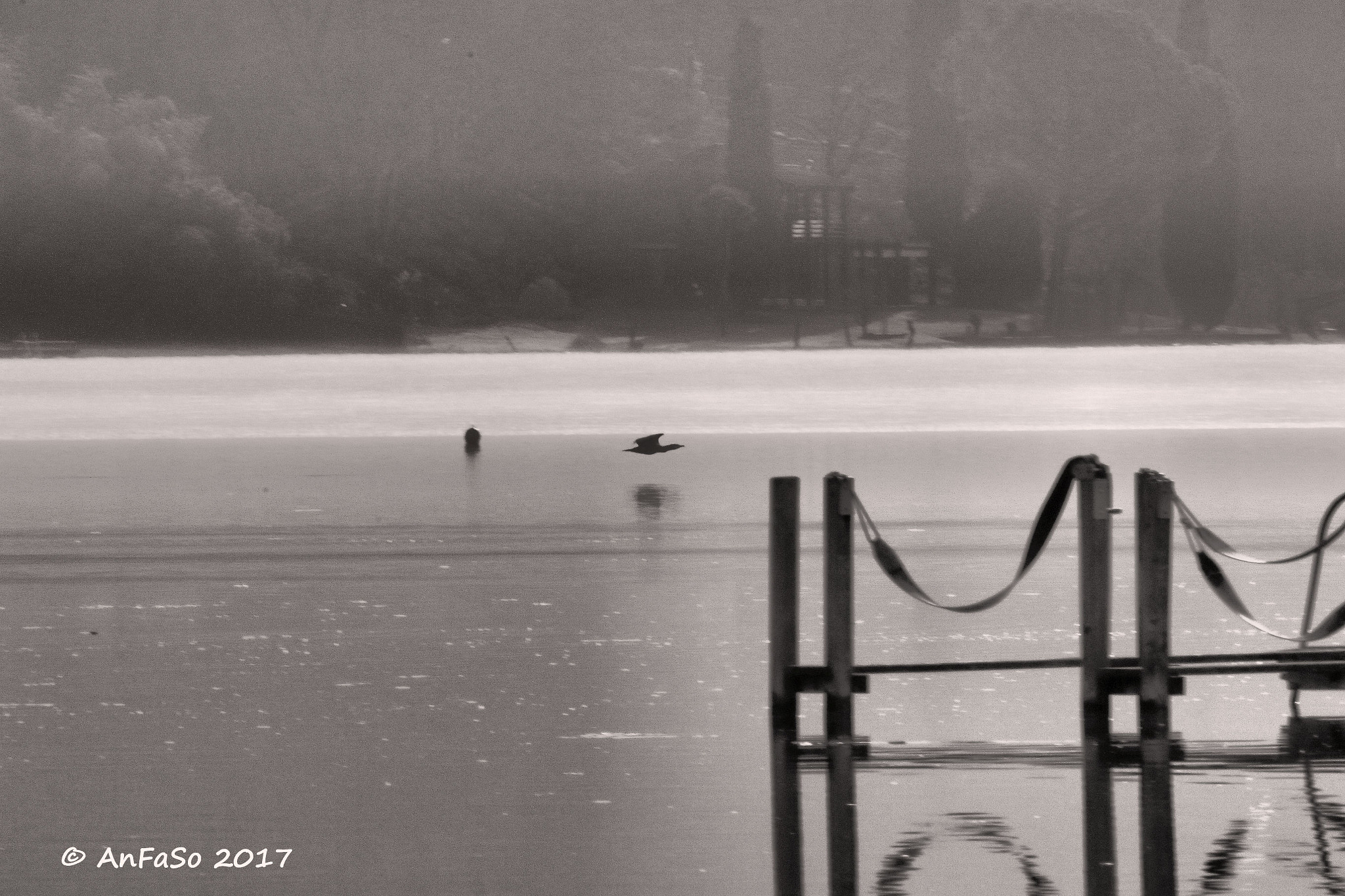 Canon EOS 7D Mark II sample photo. A pelo d'acqua. cormorano al lago di caldaro photography