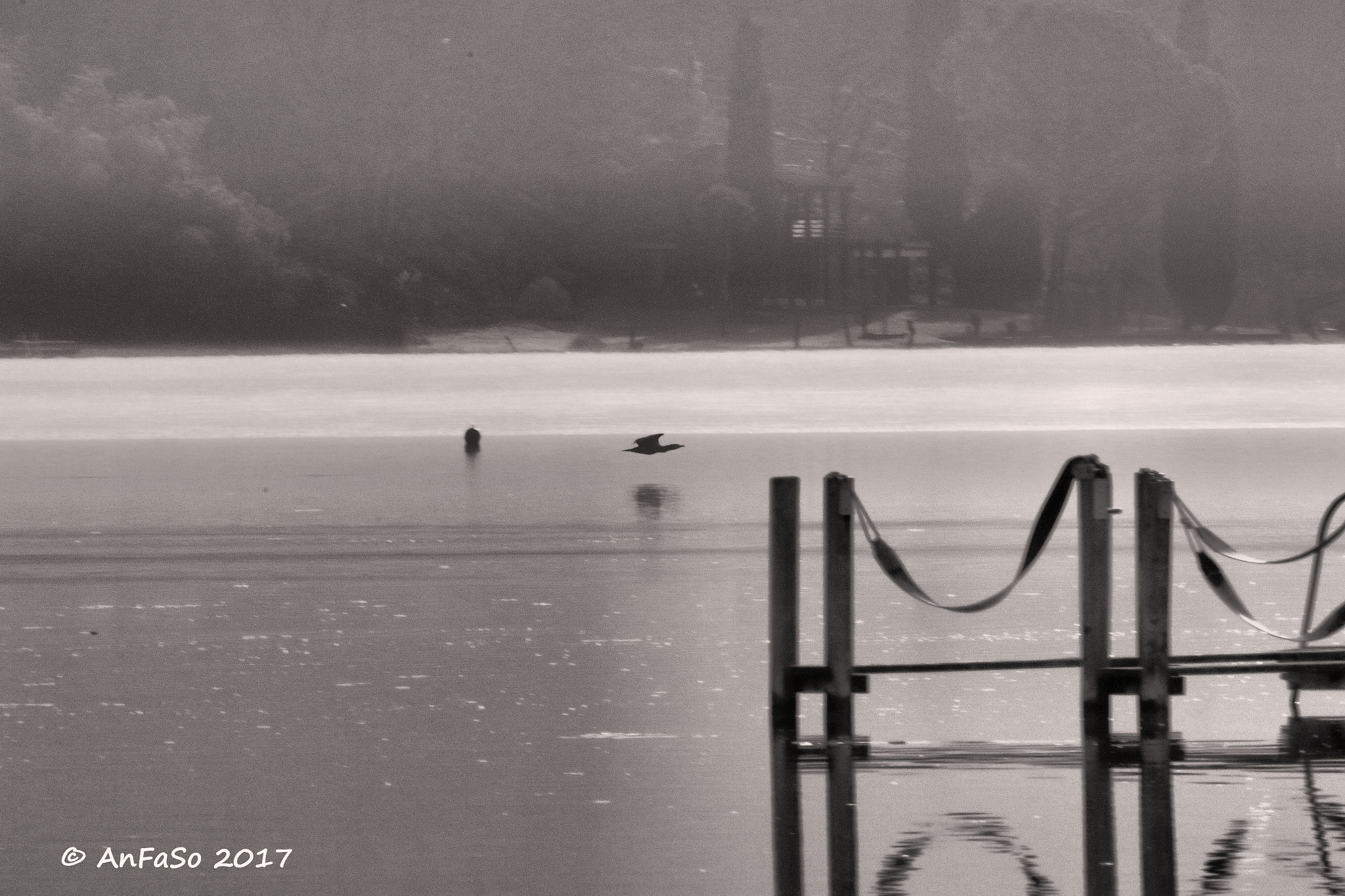 Canon EOS 7D Mark II + Sigma 150-600mm F5-6.3 DG OS HSM | S sample photo. A pelo d'acqua. cormorano al lago di caldaro photography