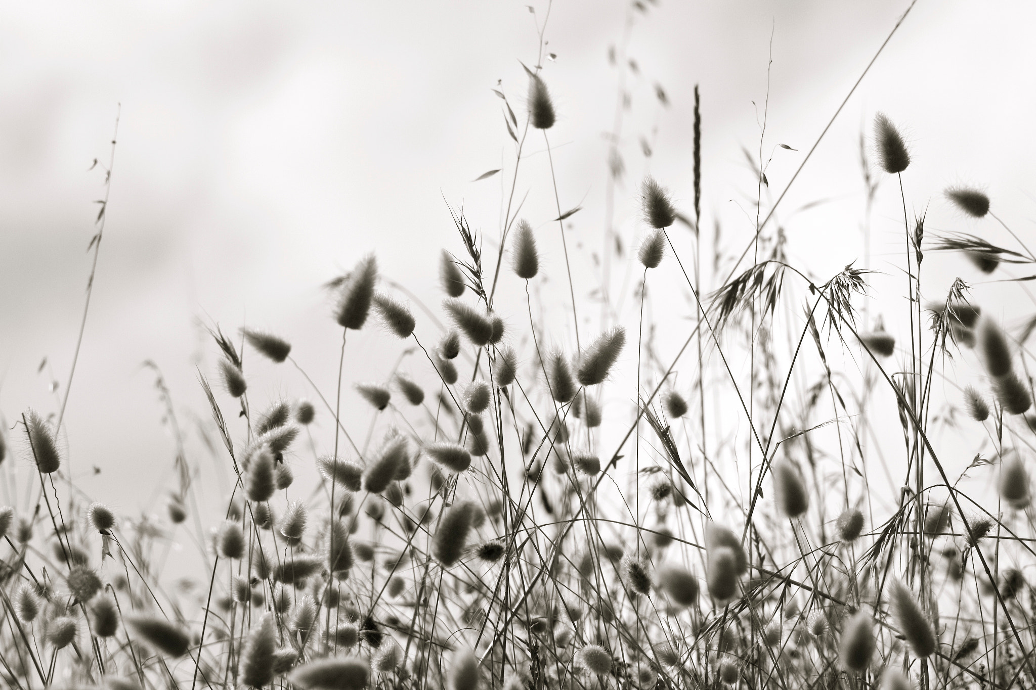EF75-300mm f/4-5.6 sample photo. Flore photography