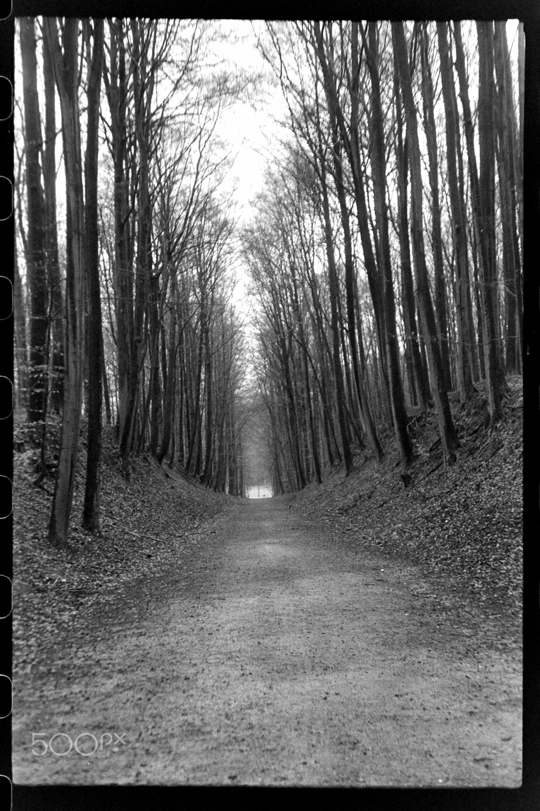 Nikon D7100 sample photo. Wood path photography