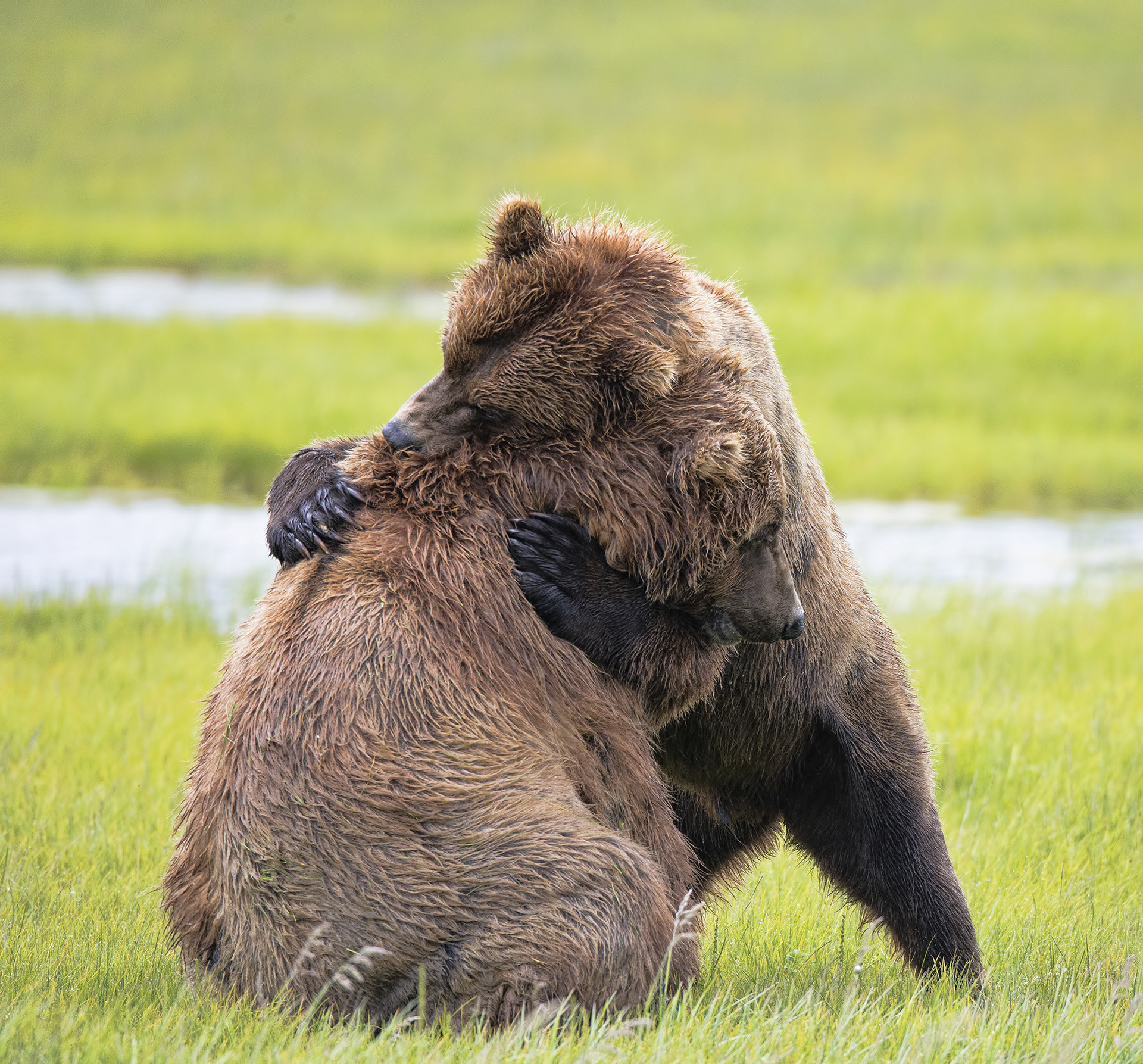 Canon EF 800mm F5.6L IS USM sample photo. Bear hug photography