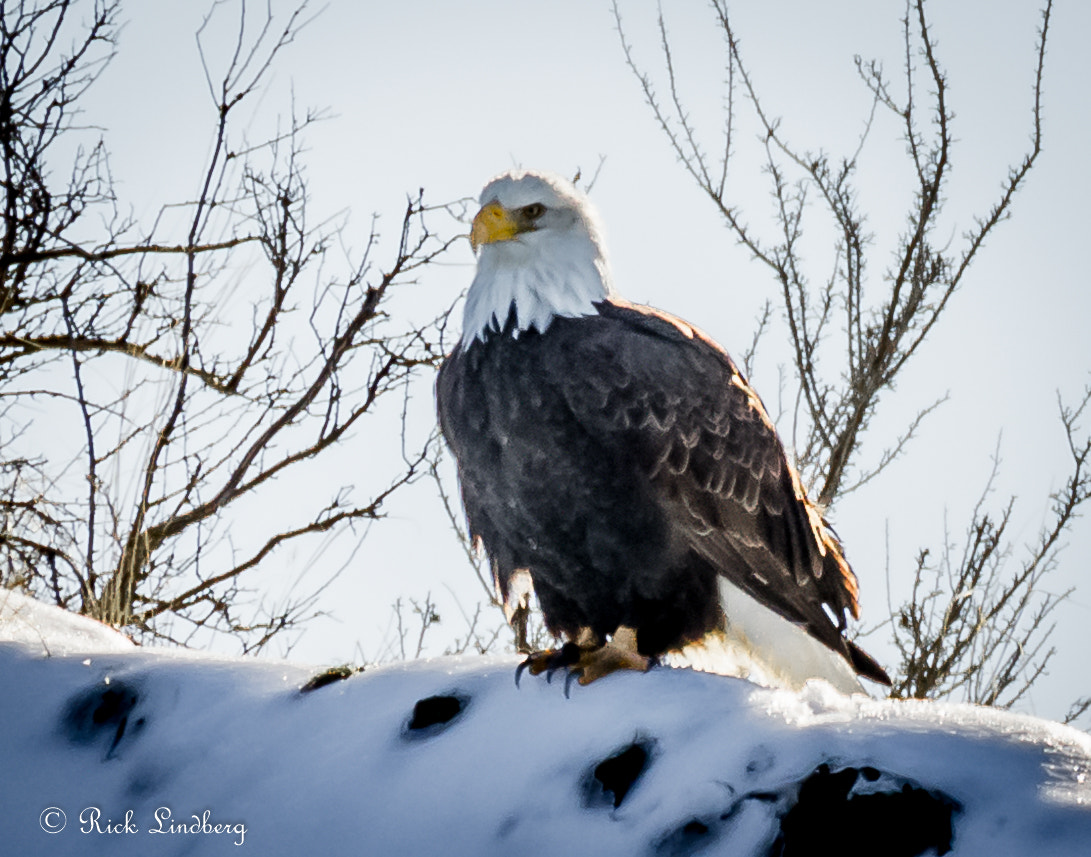 Pentax K-5 sample photo. The eagle has landed photography