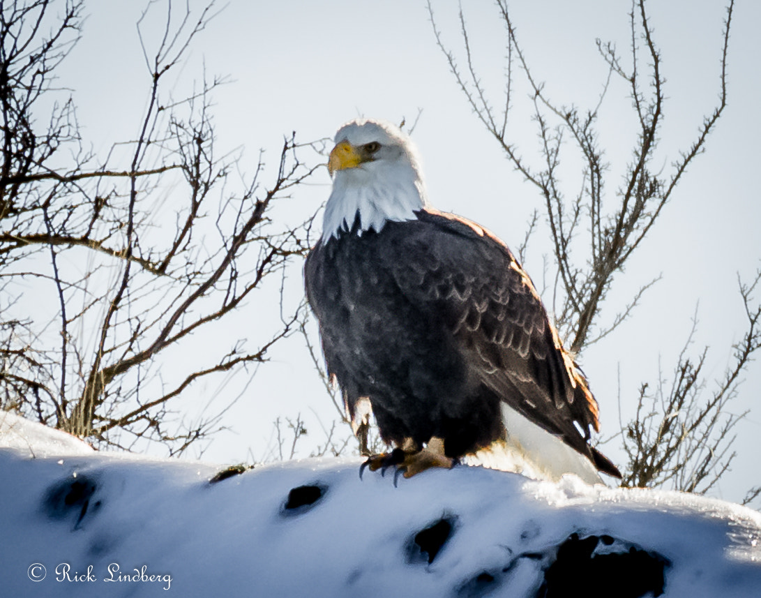 Pentax K-5 sample photo. The eagle has landed photography