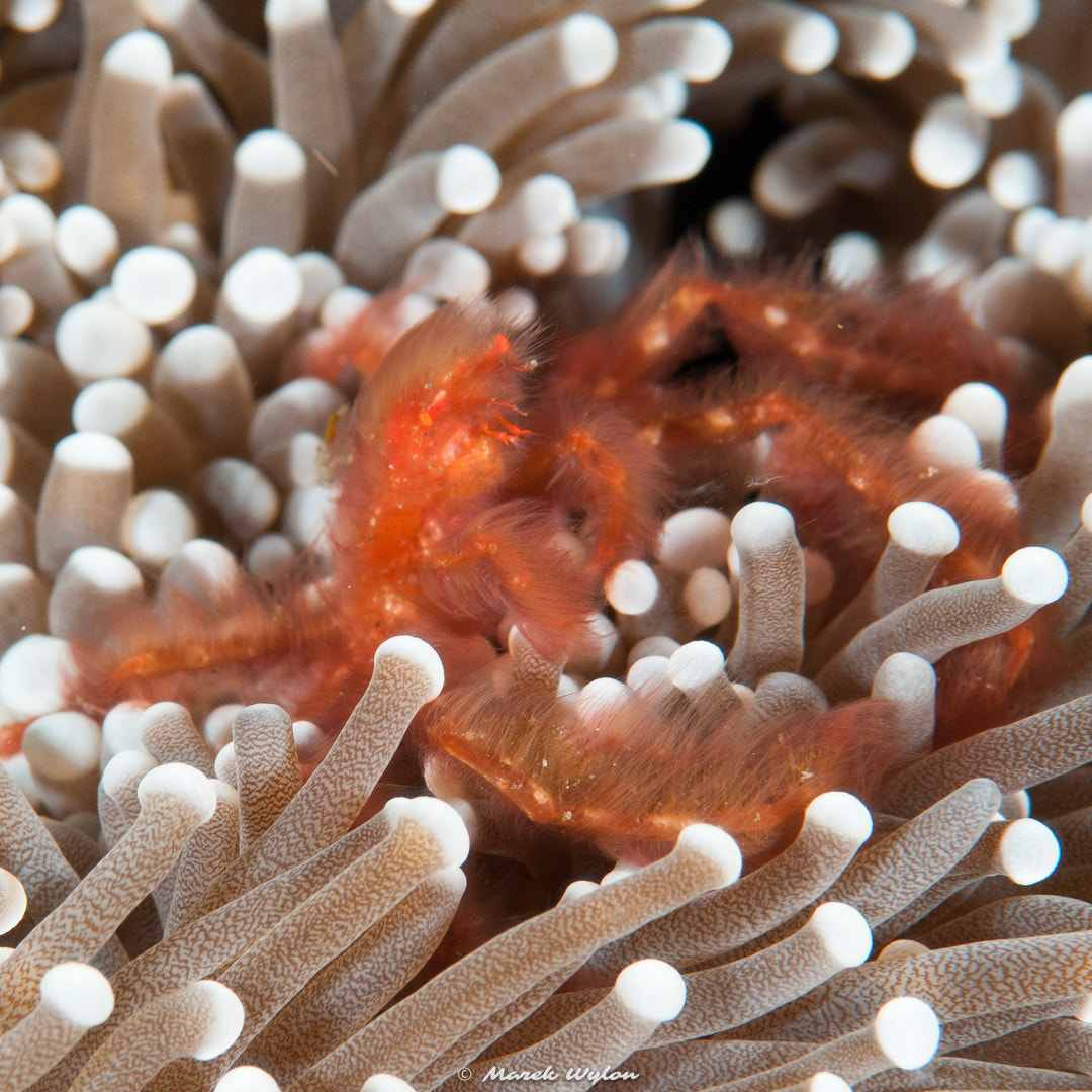Nikon AF-S Micro-Nikkor 105mm F2.8G IF-ED VR sample photo. Orangutan crab | bali-komodo | 2008.09.15 photography