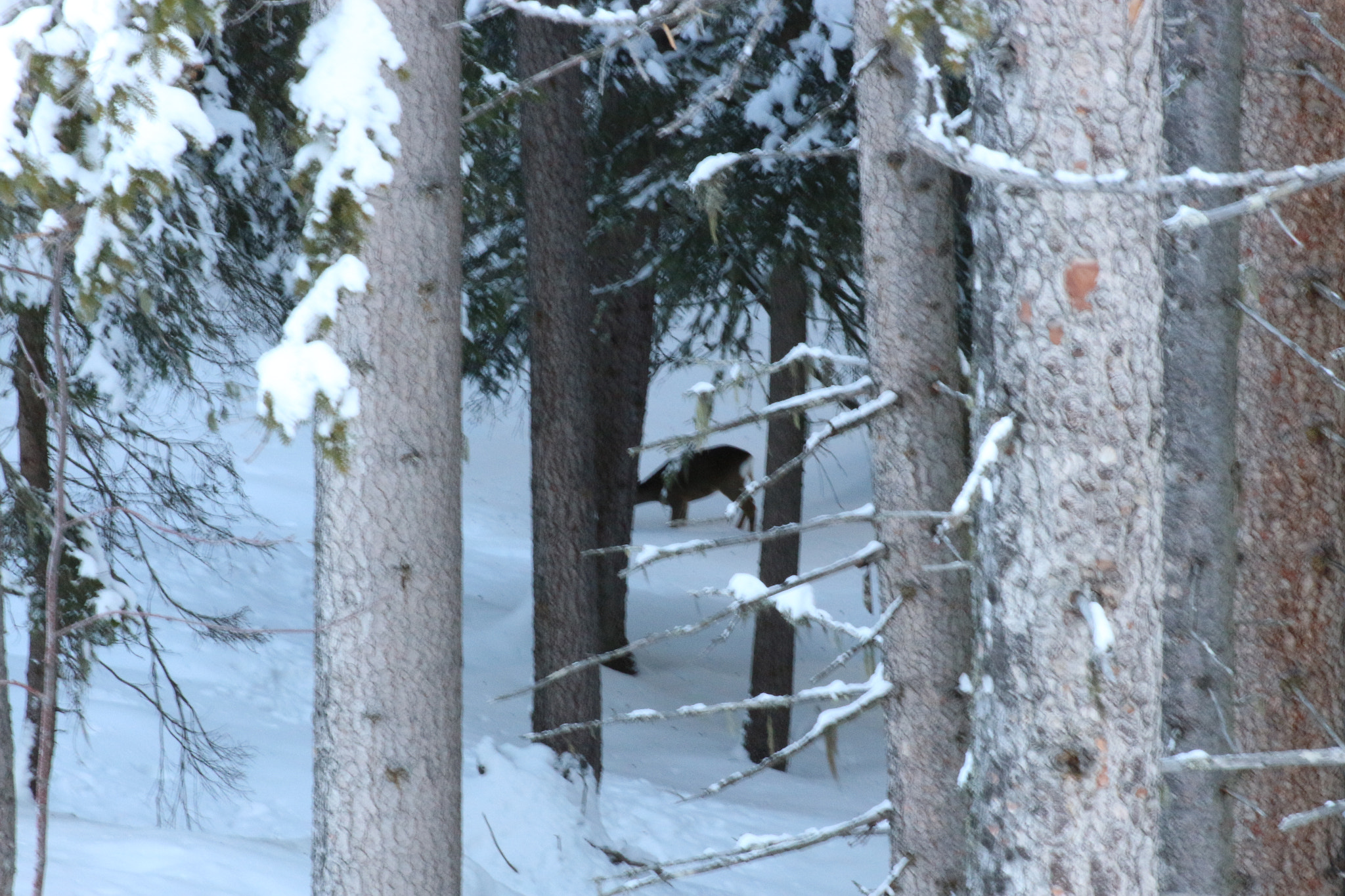 Canon EOS 700D (EOS Rebel T5i / EOS Kiss X7i) + EF75-300mm f/4-5.6 sample photo. Deer in the woods... photography