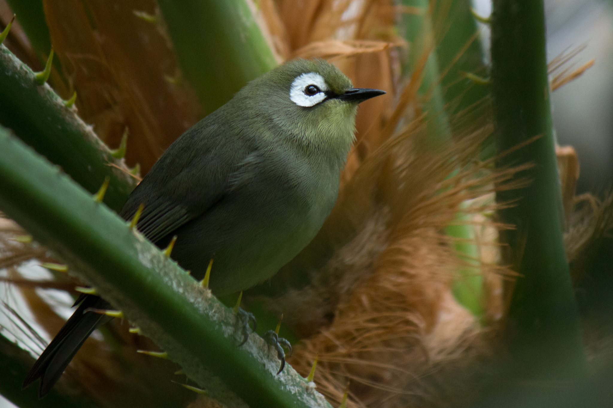 Canon EF-S 55-250mm F4-5.6 IS II sample photo. Nectarfriend photography