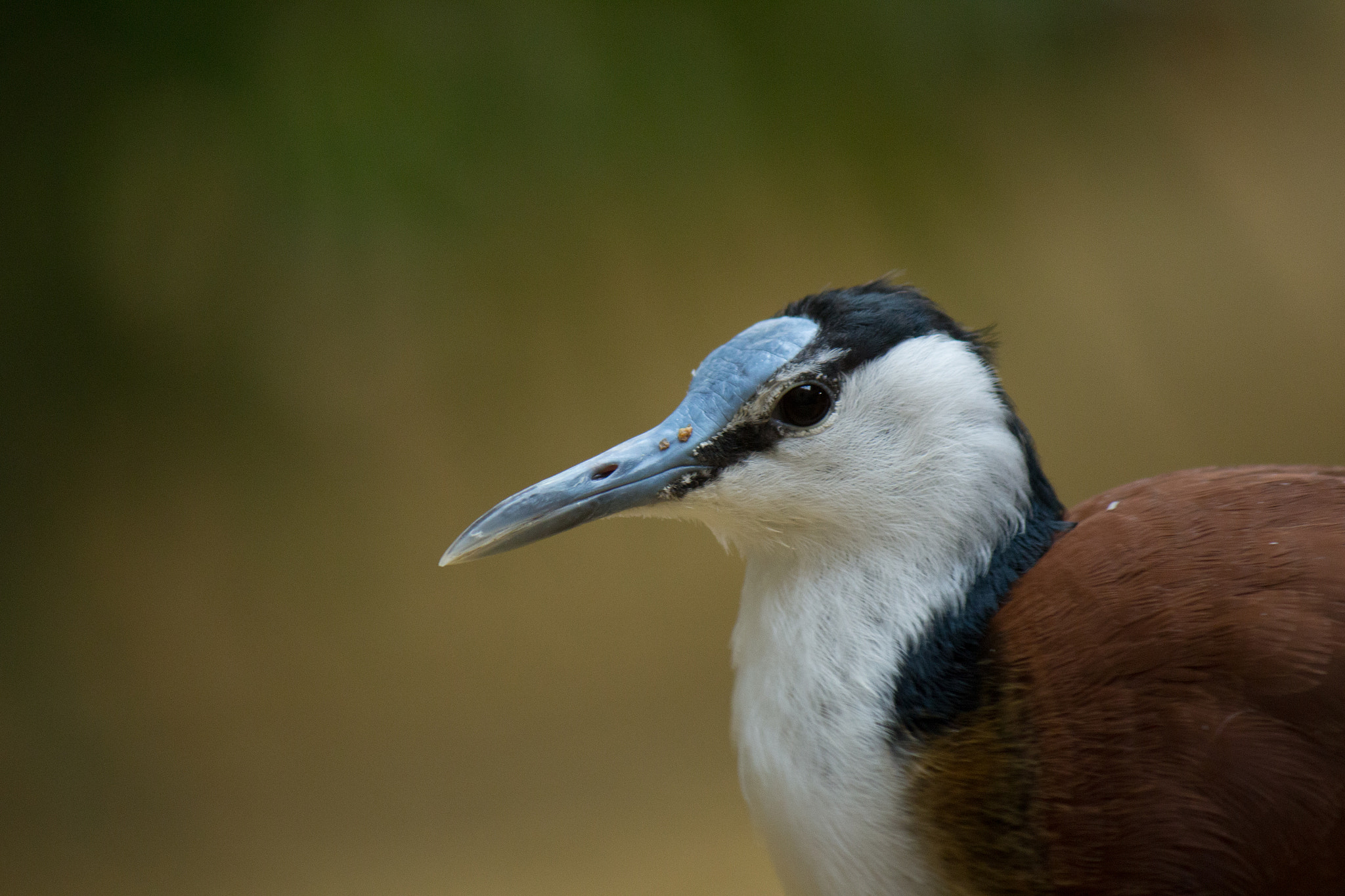 Canon EF-S 55-250mm F4-5.6 IS II sample photo. Waterfriend photography