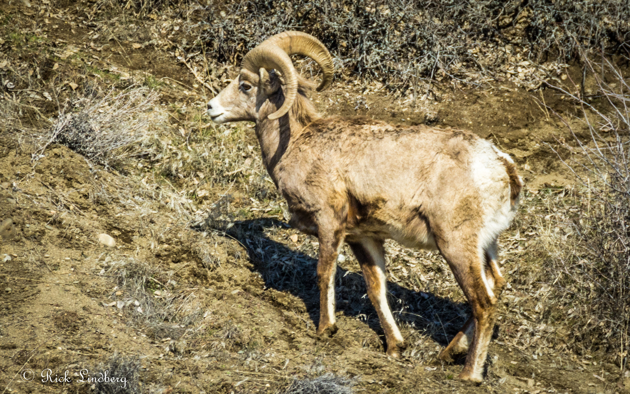 Pentax K-5 sample photo. Big horn sheep photography
