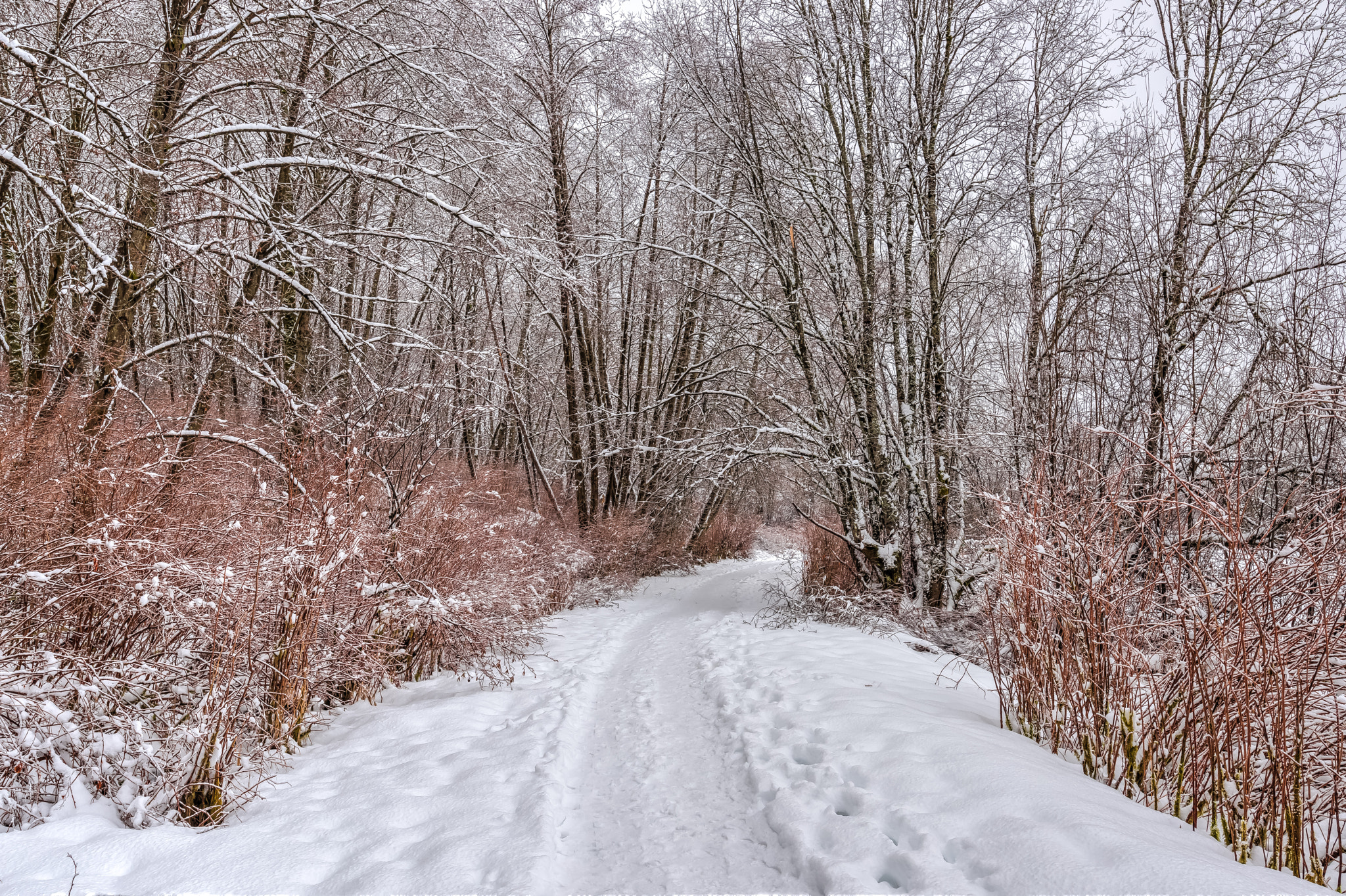 Nikon D810 sample photo. Deer lake winter wonderland photography