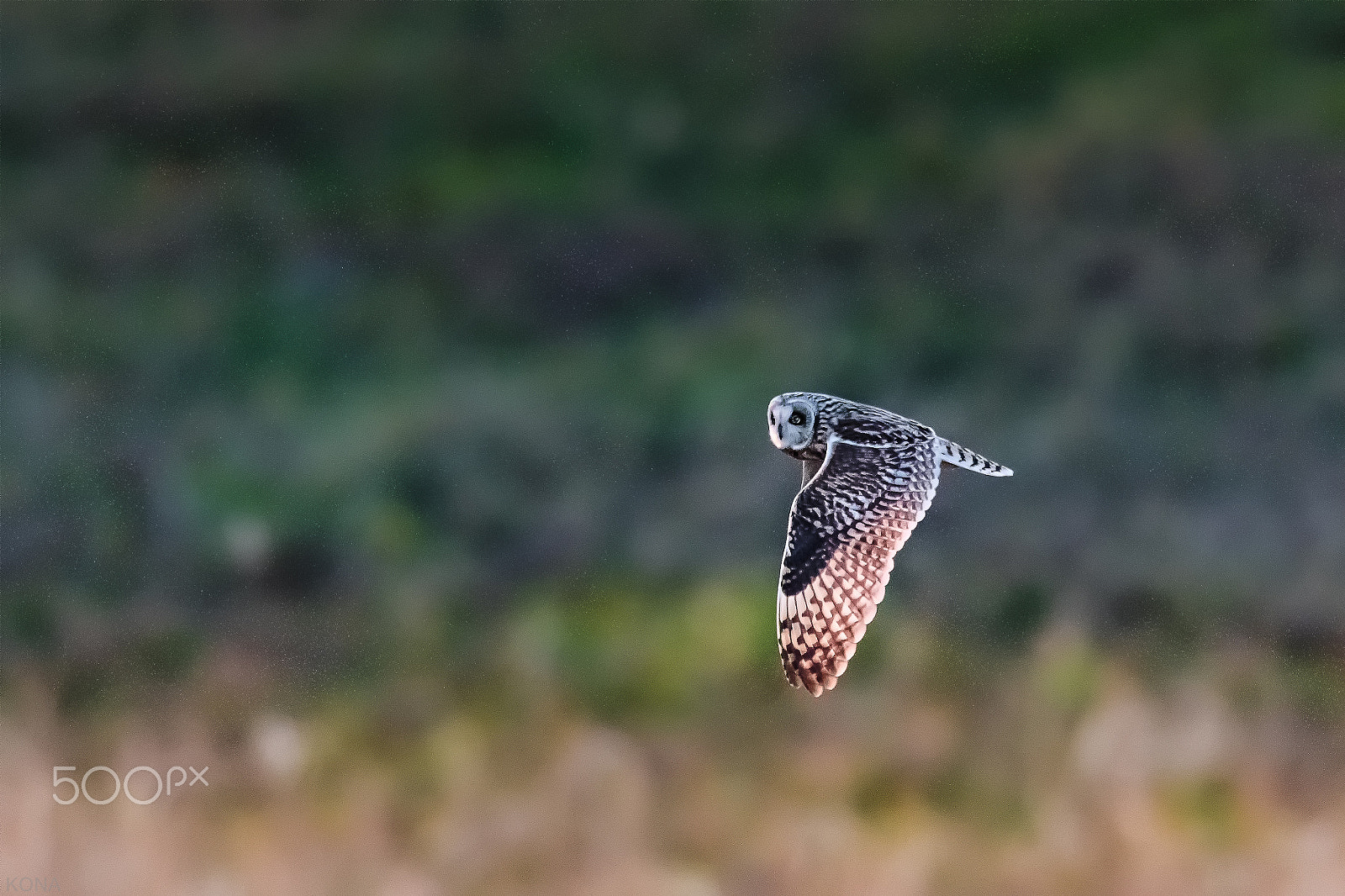 Nikon AF-S Nikkor 400mm F2.8G ED VR II sample photo. Komimi photography