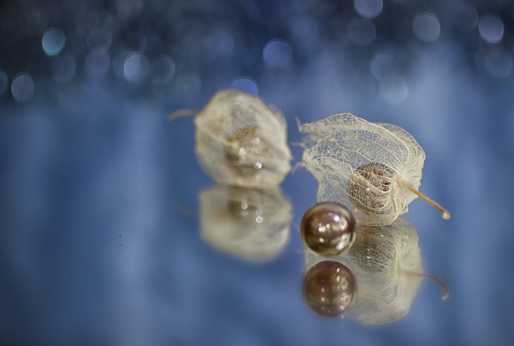 Canon EF 50mm F2.5 Macro sample photo. Dreaming of pearls photography