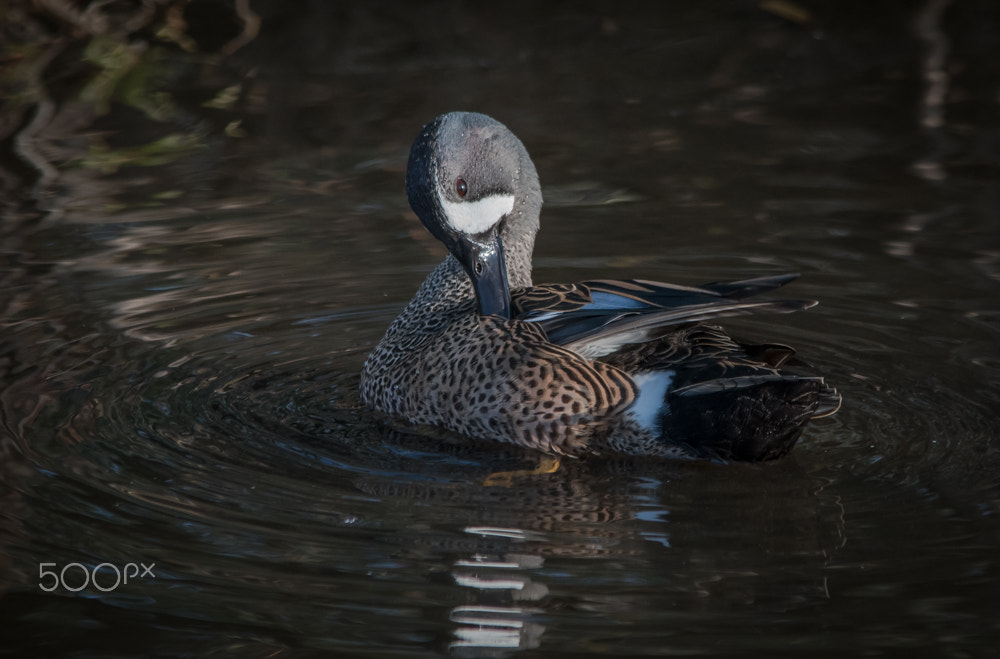 Nikon D500 + Sigma 150-500mm F5-6.3 DG OS HSM sample photo. Blue-winged preen photography