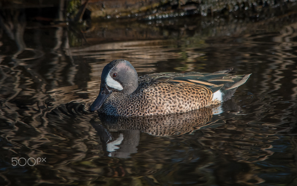 Nikon D500 + Sigma 150-500mm F5-6.3 DG OS HSM sample photo. Blue-winged swim photography