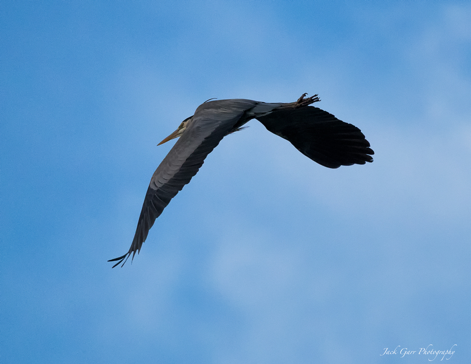 150-600mm F5-6.3 DG OS HSM | Sports 014 sample photo. Great blue heron in flight photography