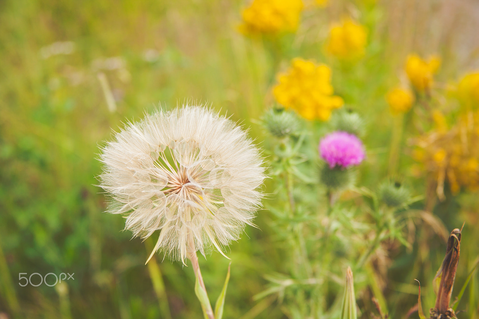 Canon EF 28-135mm F3.5-5.6 IS USM sample photo. Mountain flowers photography