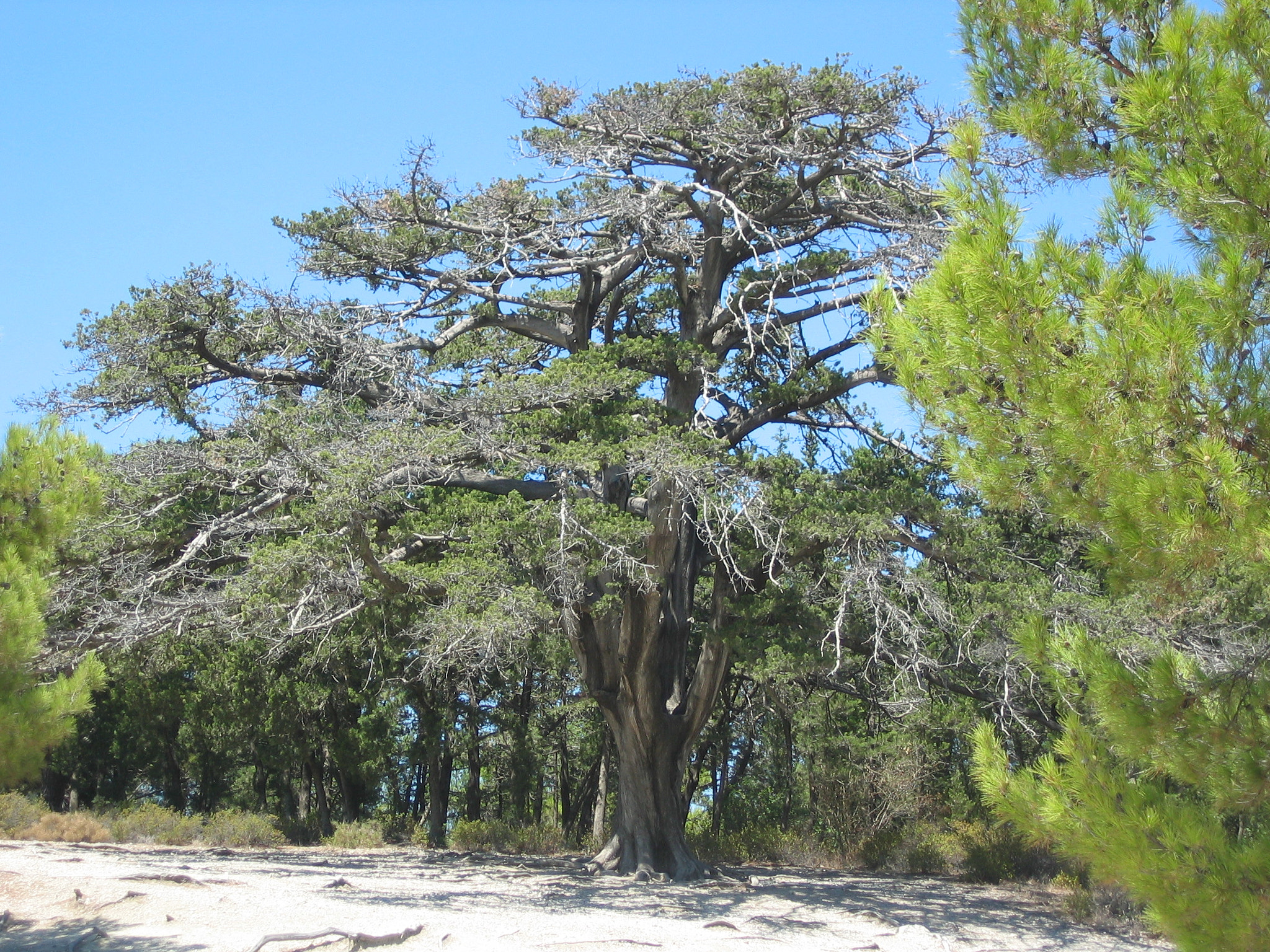 Canon POWERSHOT A80 sample photo. Big old tree photography