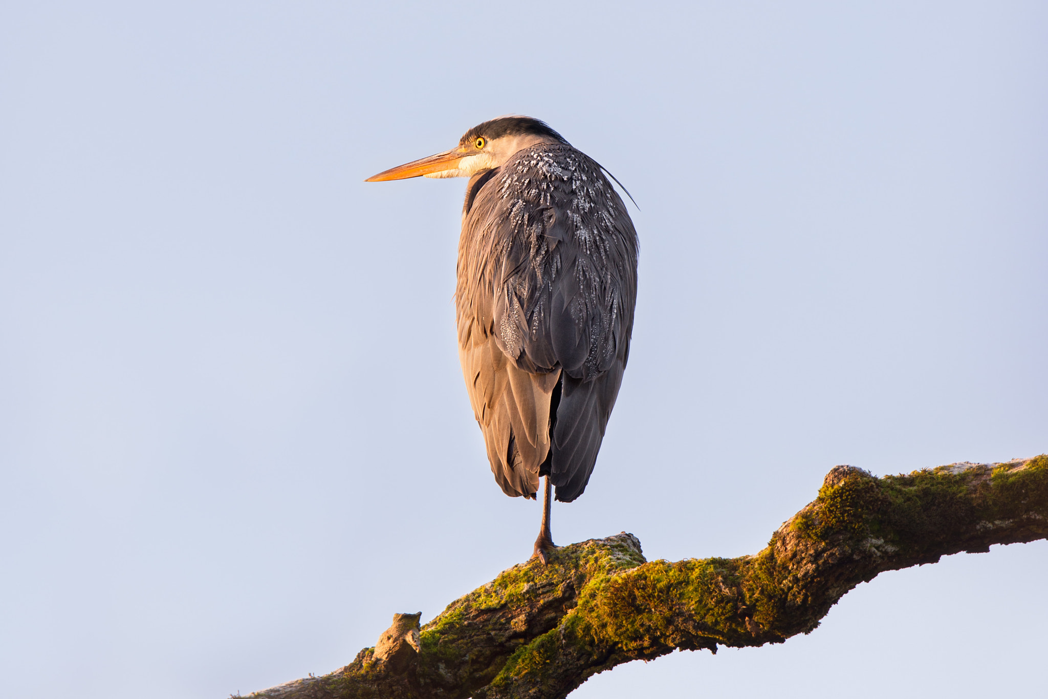 Nikon D610 + Tamron SP 150-600mm F5-6.3 Di VC USD sample photo. Frosty morning - great blue heron photography