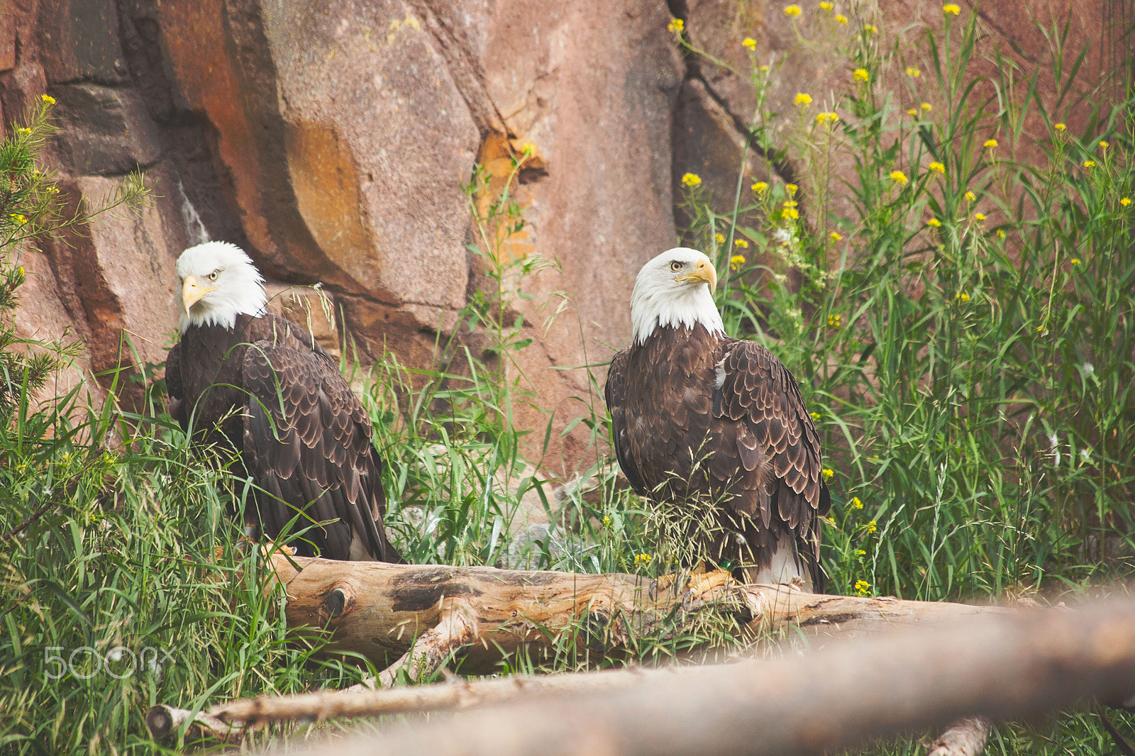 Canon EF 70-300mm F4-5.6 IS USM sample photo. Two bald eagles photography