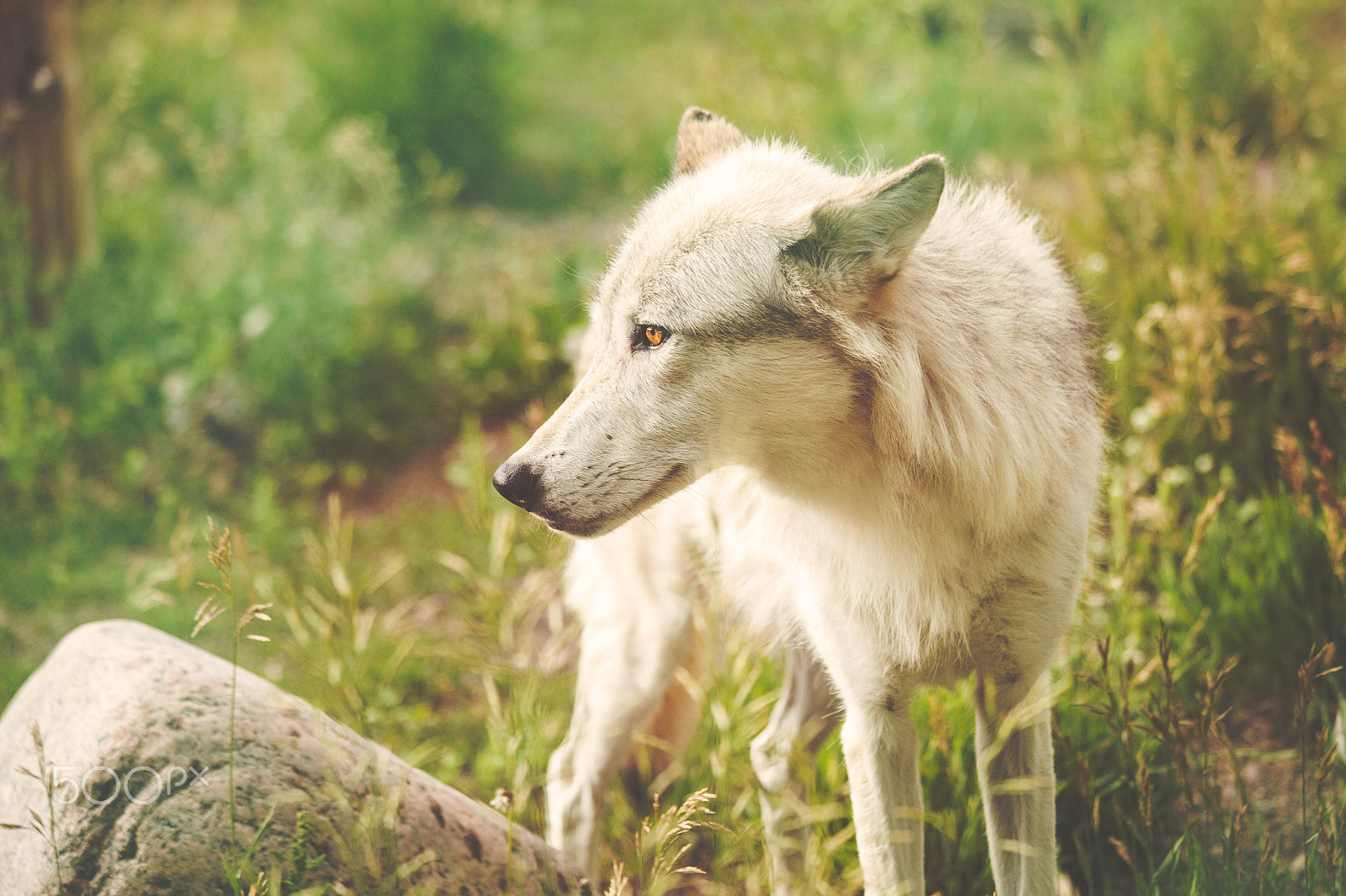 Canon EF 70-300mm F4-5.6 IS USM sample photo. White wolf stares photography