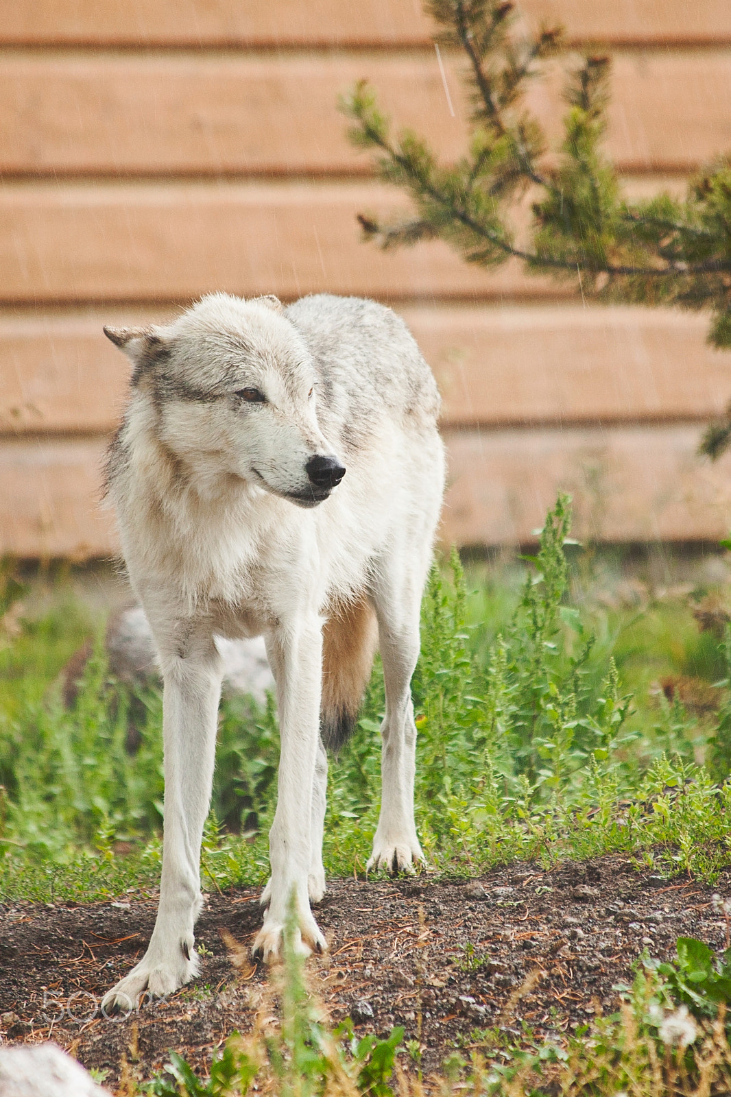 Canon EF 70-300mm F4-5.6 IS USM sample photo. While wolf photography