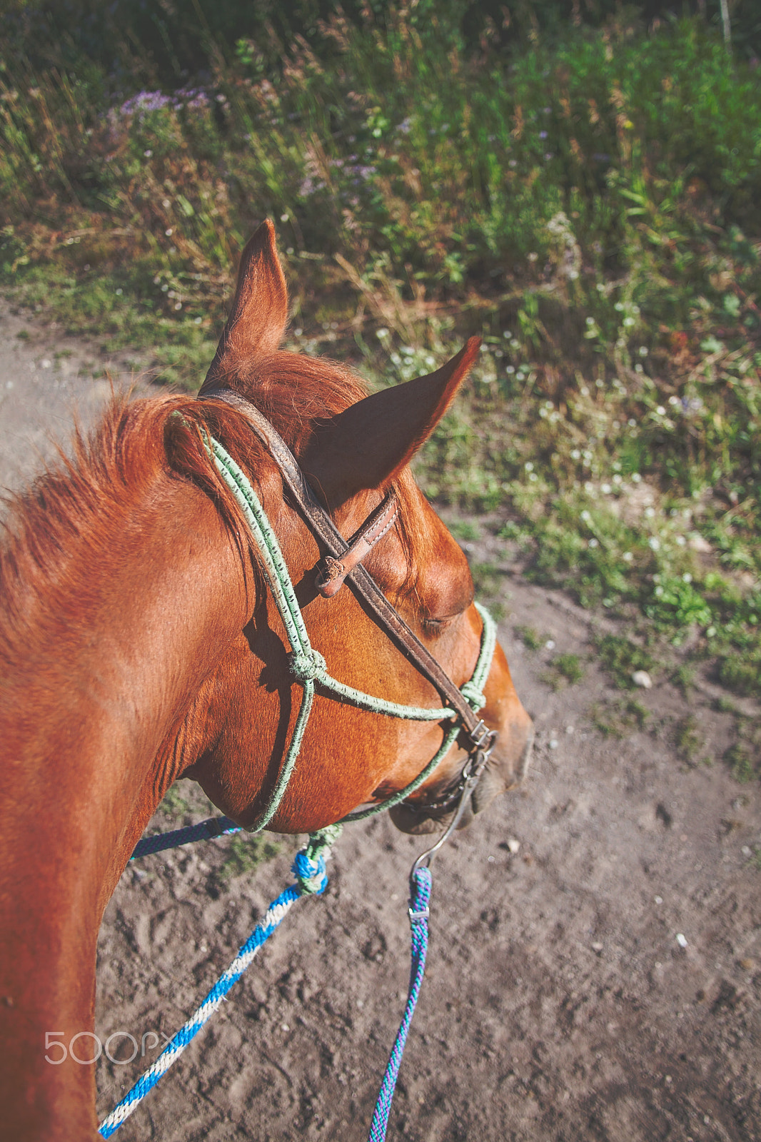 Canon EF 28-135mm F3.5-5.6 IS USM sample photo. Horseback riding in west yellowstone photography