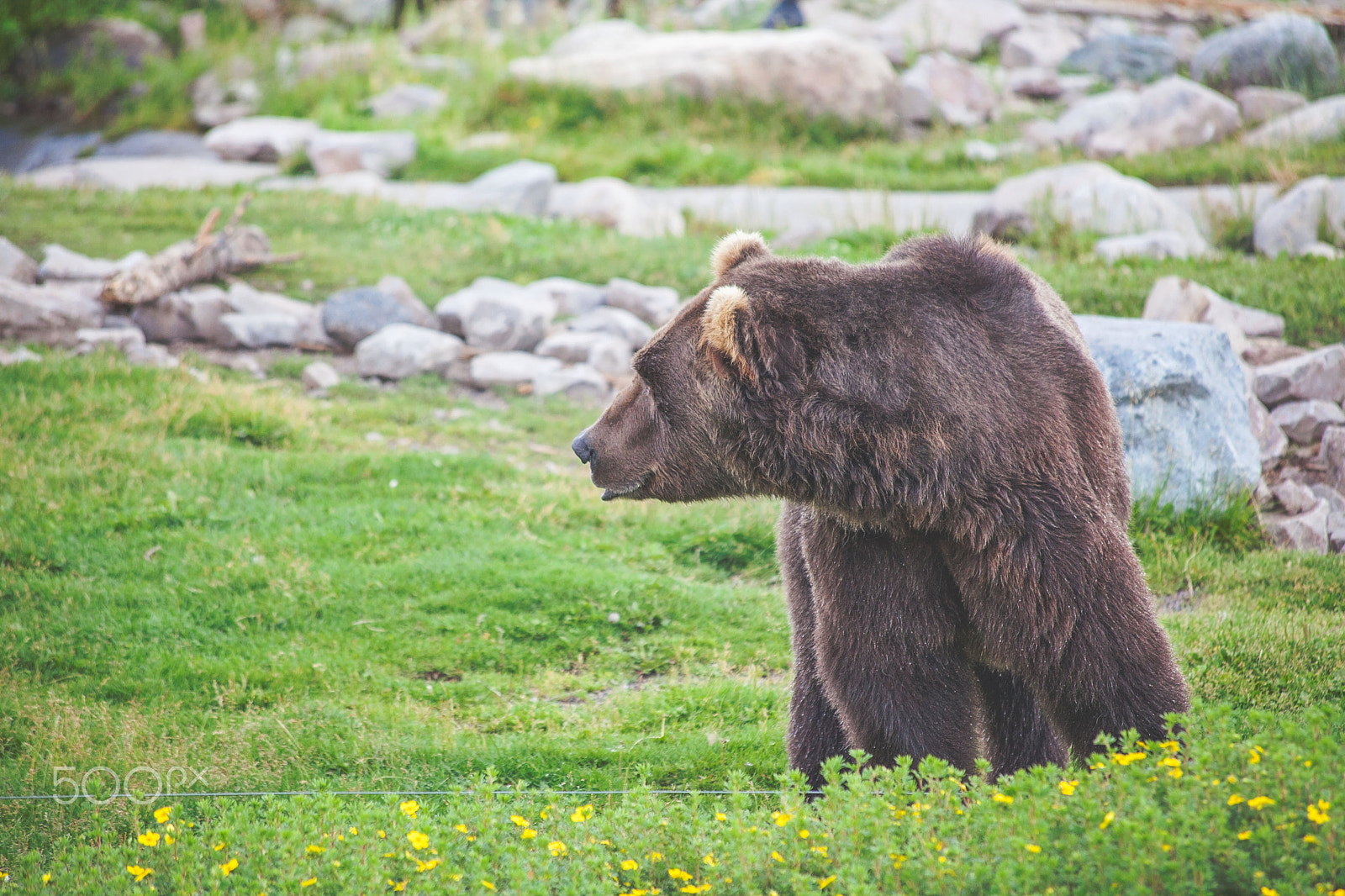 Canon EF 70-300mm F4-5.6 IS USM sample photo. Grizzly bear photography